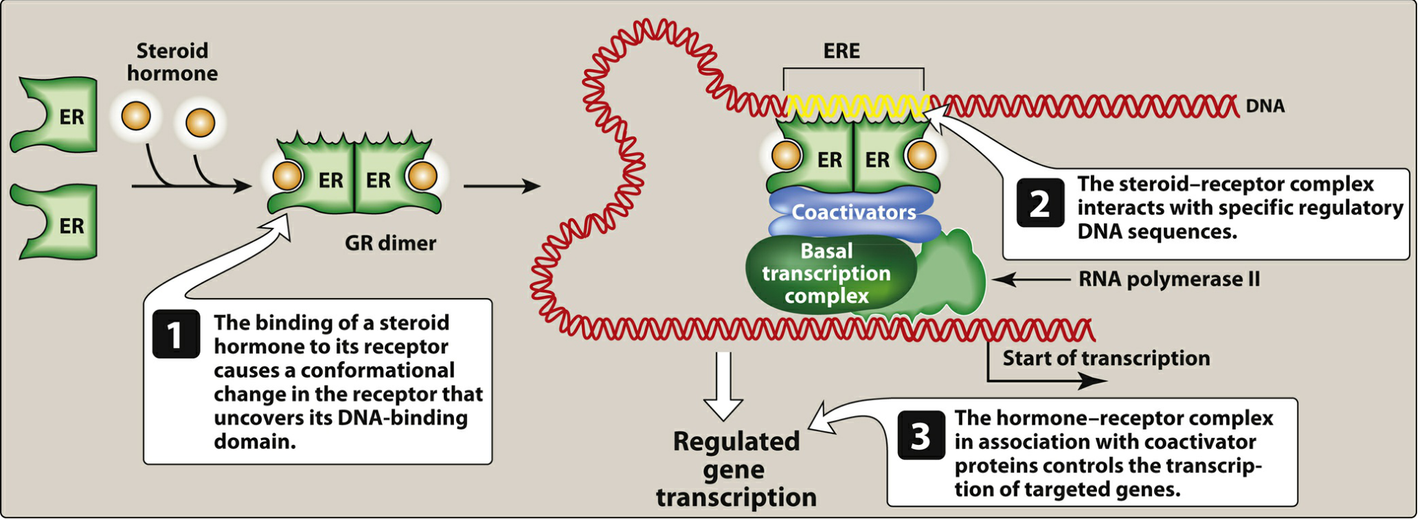 Transcriptional regulation by estrogen receptor