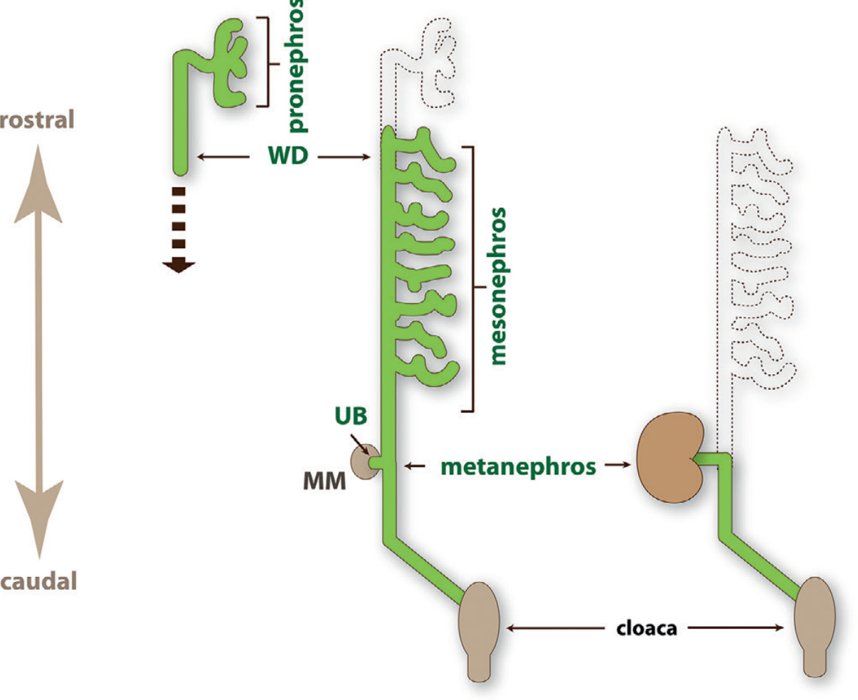 Three stages of mammalian kidney development showing pronephros, mesonephros and metanephros alongside the Wolffian duct (WD), ureteric bud (UB), metanephric mesenchyme (MM), and cloaca