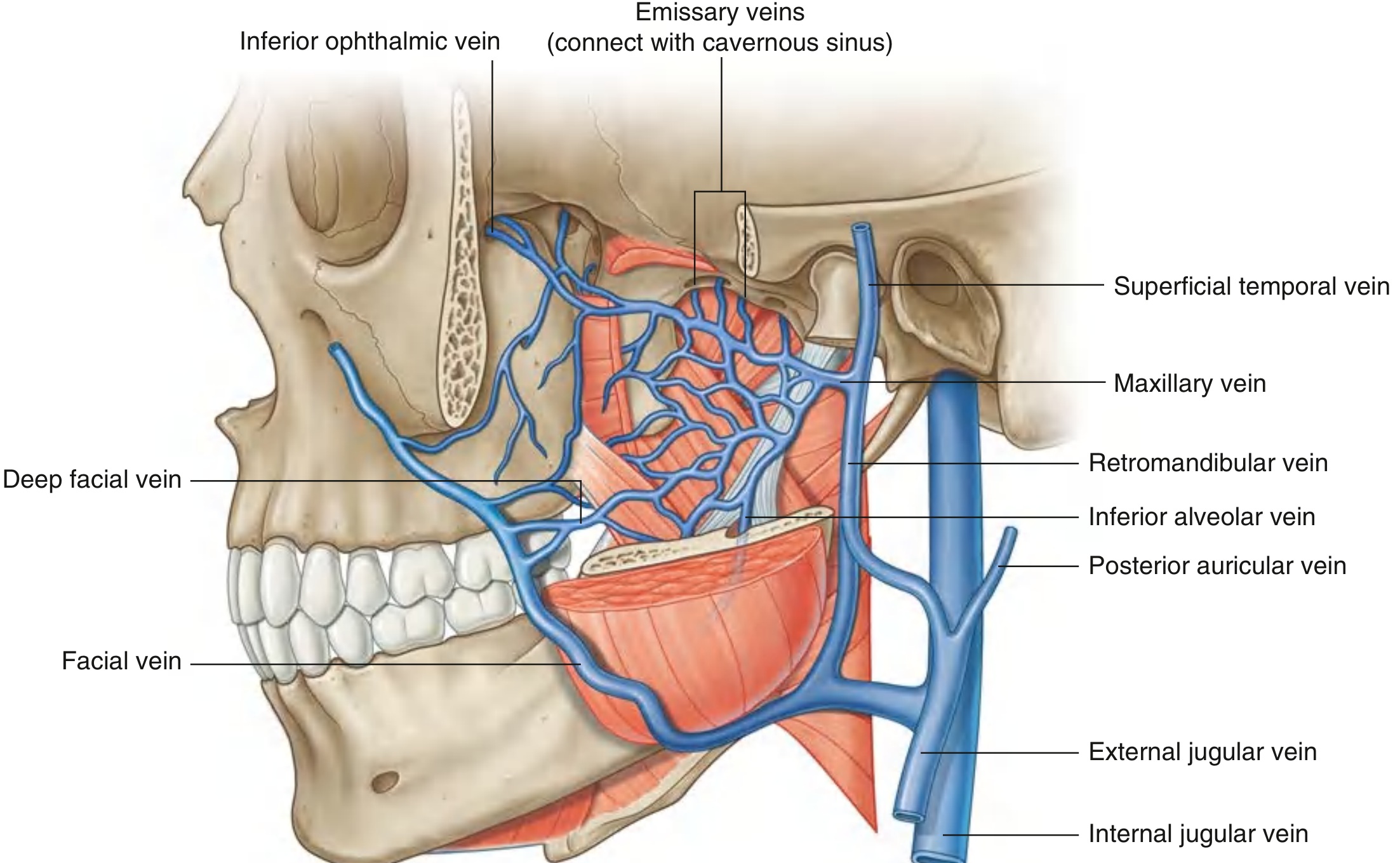 Pterygoid plexus and venous drainage - Gray's Anatomy for Students