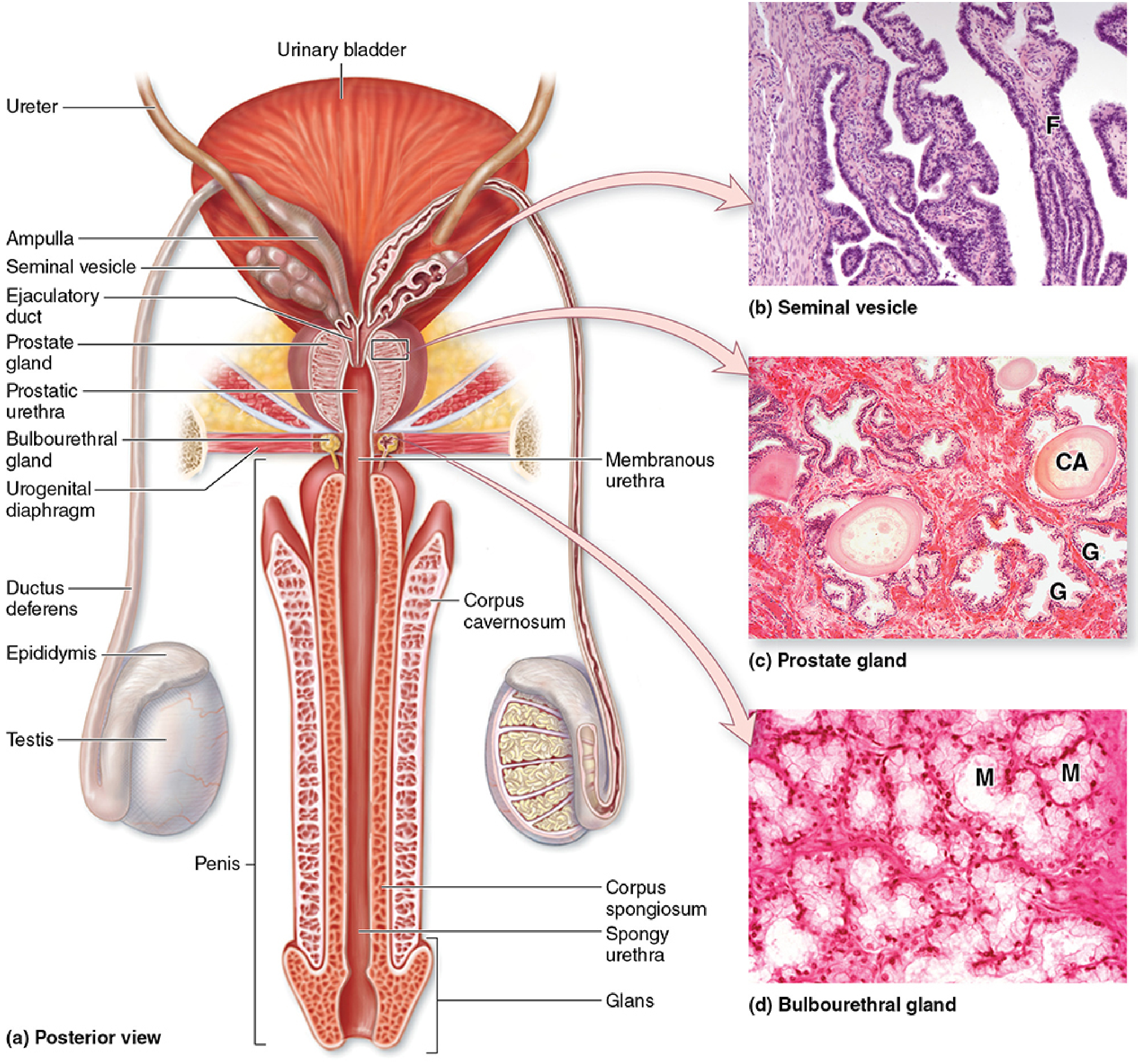 Accessory glands diagram with histology