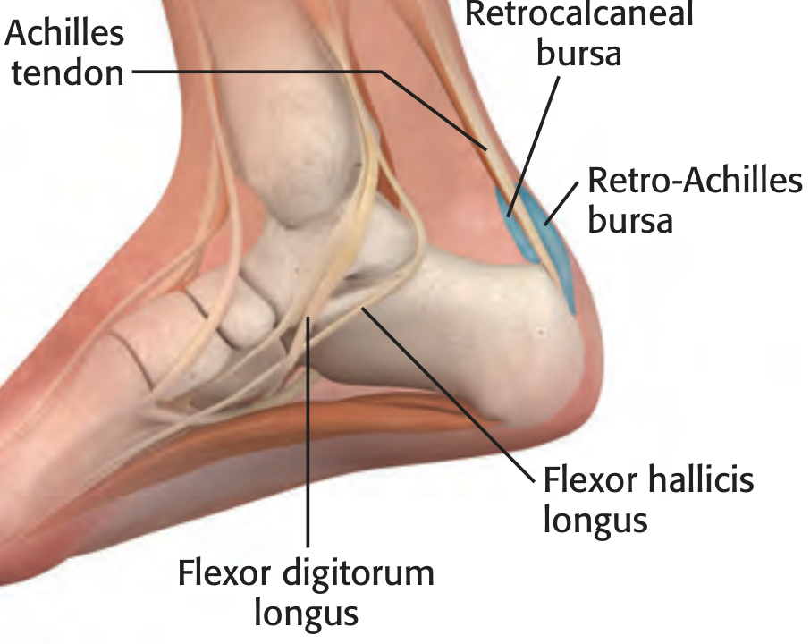 Heel anatomy showing Achilles tendon, retrocalcaneal bursa, retro-Achilles bursa, flexor hallicis longus, and flexor digitorum longus