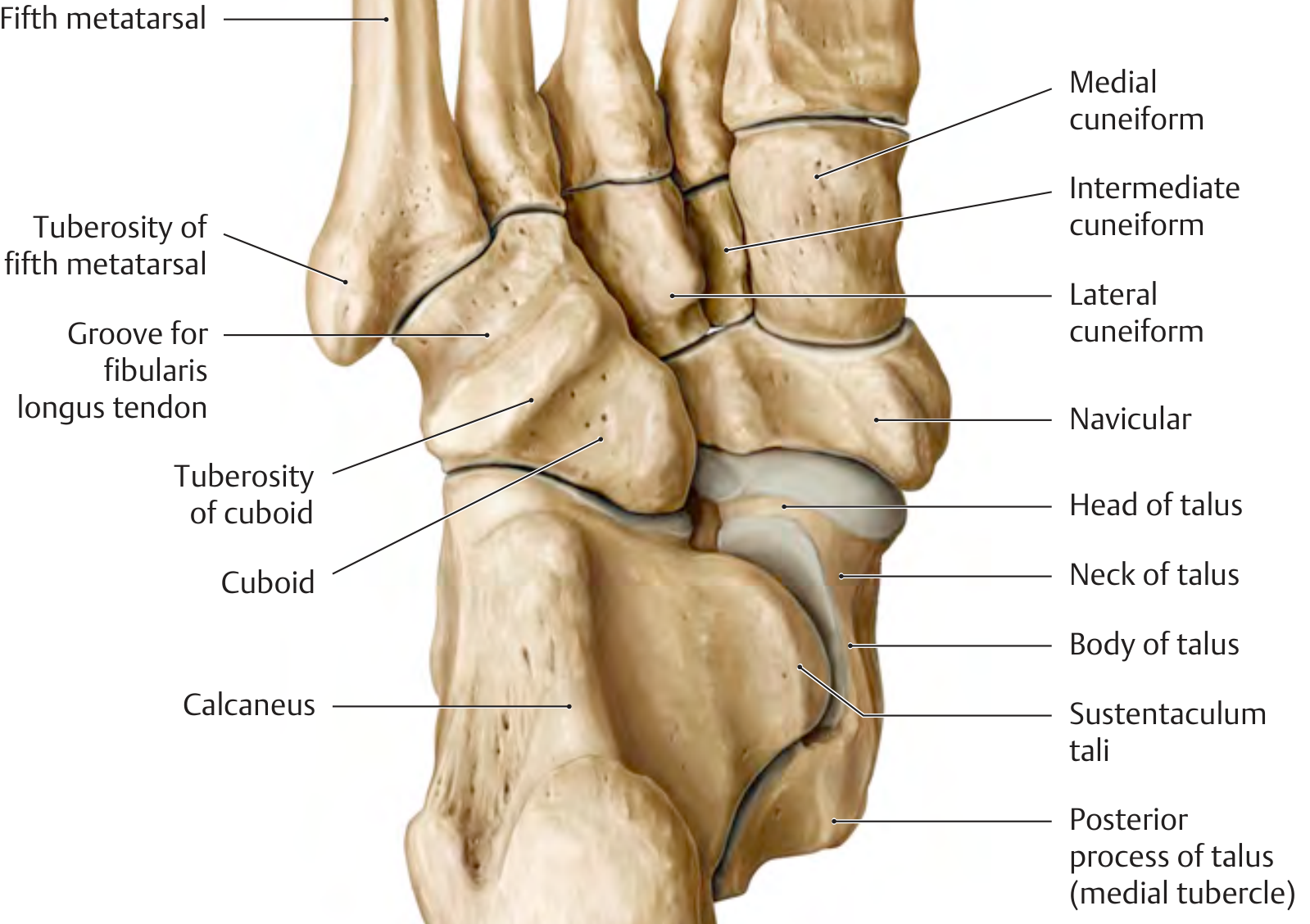 Labeled bones of the foot