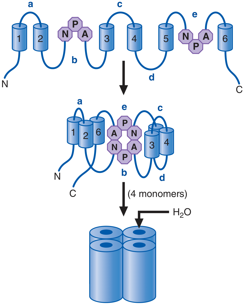 Aquaporin structure - 6 transmembrane domains folding to form a tetramer with NPA water pore