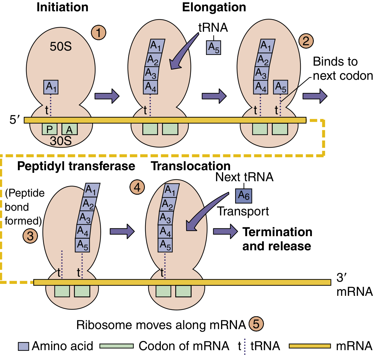 Bacterial protein synthesis showing 30S/50S ribosome assembly at AUG start codon with fMet-tRNA at P site, tRNA at A site, peptide bond formation, translocation, and termination at stop codon