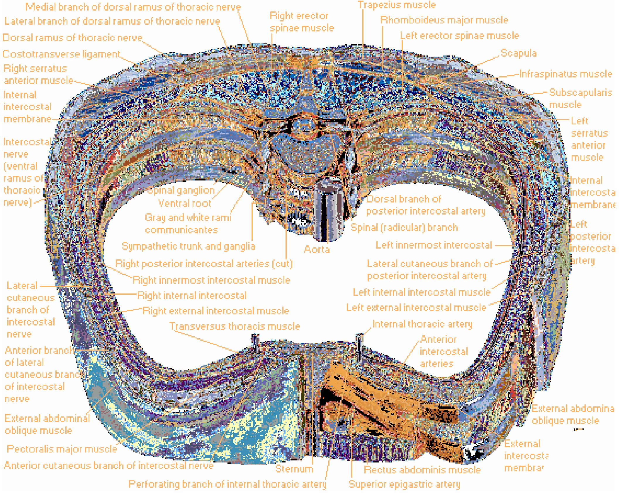Thorax Cross-Section - Muscles and Nerves