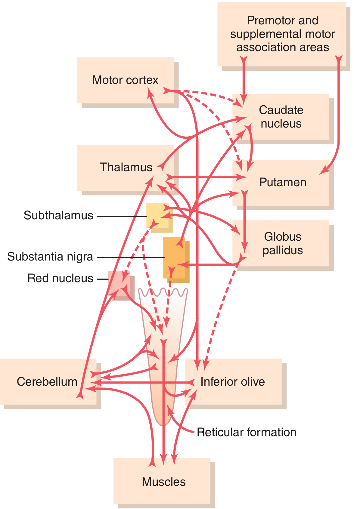 Basal ganglia-corticospinal circuitry showing connections from motor cortex, thalamus, subthalamus, substantia nigra, cerebellum to muscles - Guyton Fig. 57.10