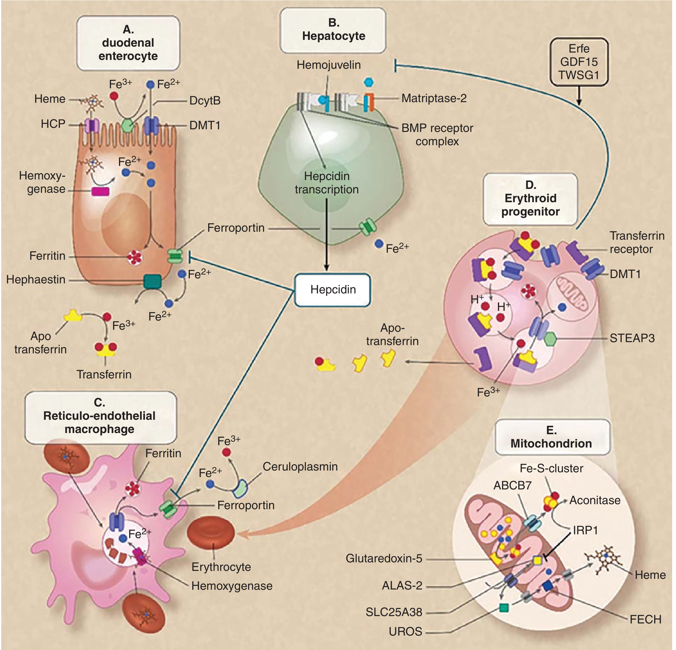 Iron homeostasis: A. Duodenal enterocyte - Fe³⁺ reduced to Fe²⁺ by DcytB; Fe²⁺ absorbed via DMT1; heme iron absorbed via HCP1 and split by hemoxygenase; iron stored as ferritin or exported by ferroportin (oxidized by hephaestin to Fe³⁺ for loading onto transferrin). B. Hepatocyte - main iron store; produces hepcidin which binds ferroportin causing its degradation, thus blocking iron export from enterocytes and macrophages. C. Reticuloendothelial macrophage - phagocytoses senescent RBCs, releases iron via ferroportin (ceruloplasmin oxidizes to Fe³⁺). D. Erythroid progenitor - endocytoses transferrin-TfR1 complex; STEAP3 reduces Fe³⁺ to Fe²⁺; DMT1 releases iron to cytosol for heme synthesis. E. Mitochondrion - heme synthesis via ALAS2, UROS, FECH; Fe-S cluster assembly