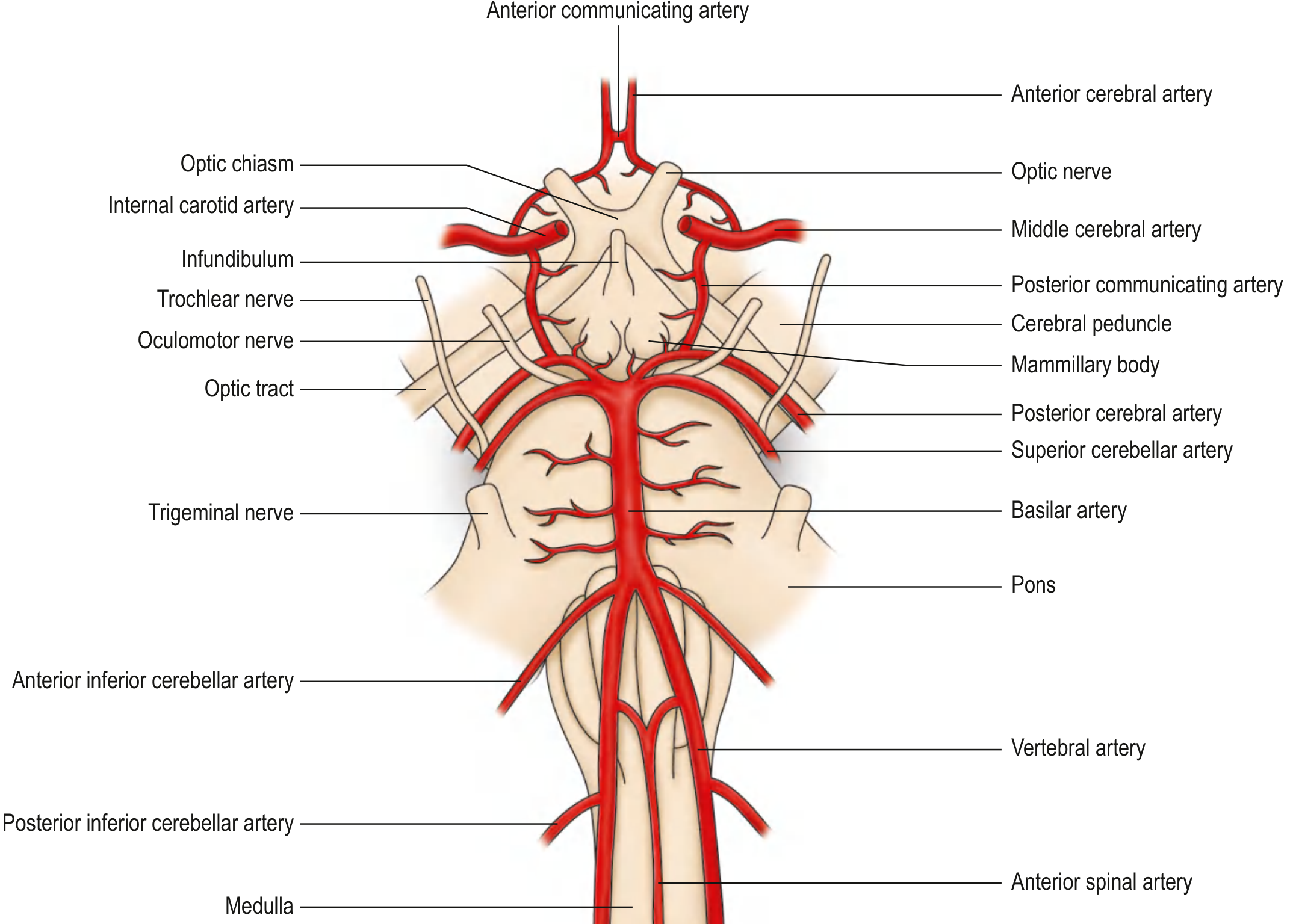 Detailed diagram of Circle of Willis showing relationship to optic chiasm, cranial nerves, and brainstem