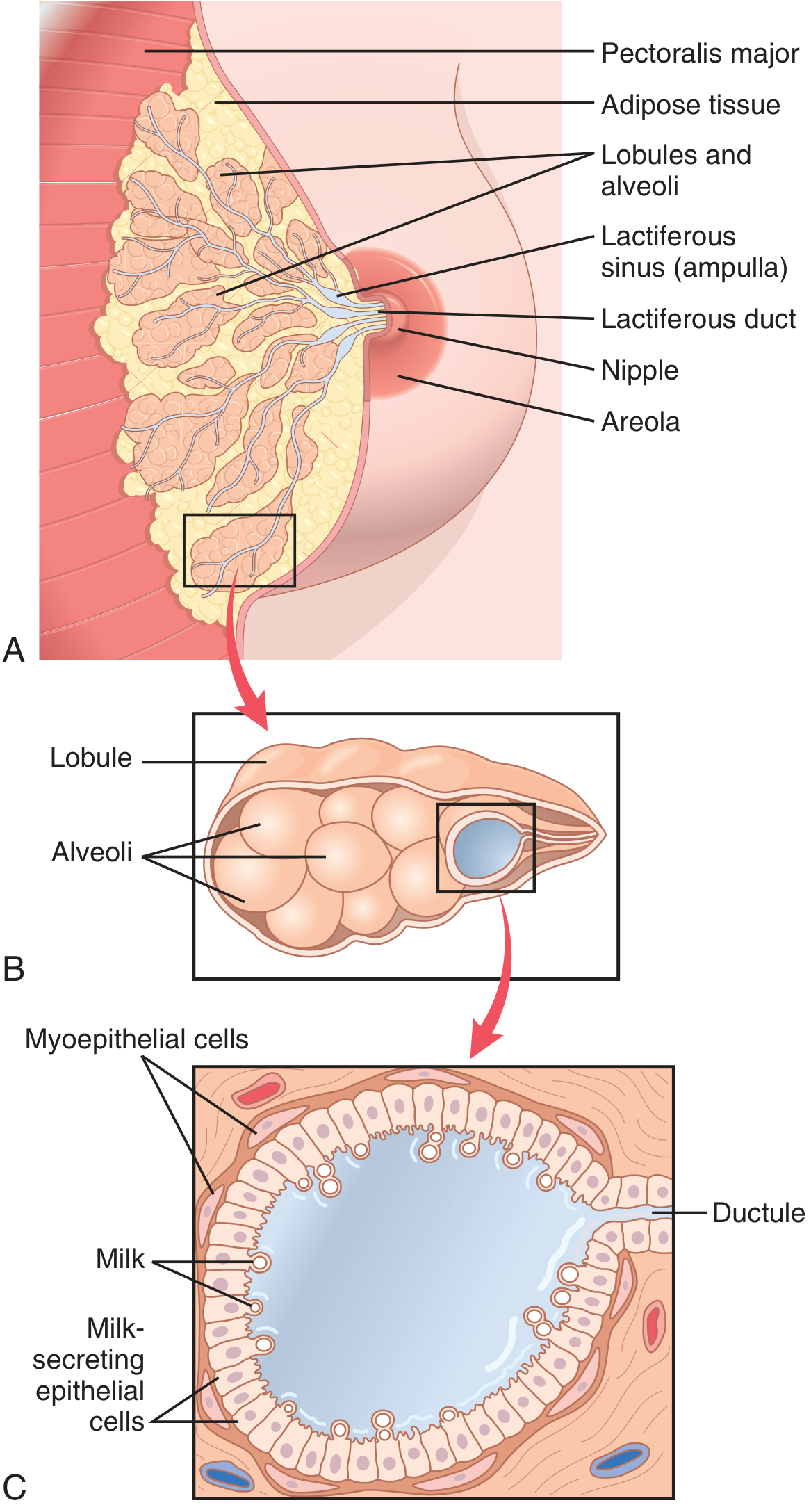 স্তনগ্রন্থির cross-section: nipple, areola, milk ducts, lobules ও alveoli