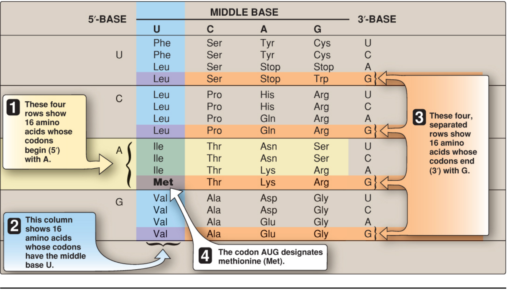 Genetic Code Table
