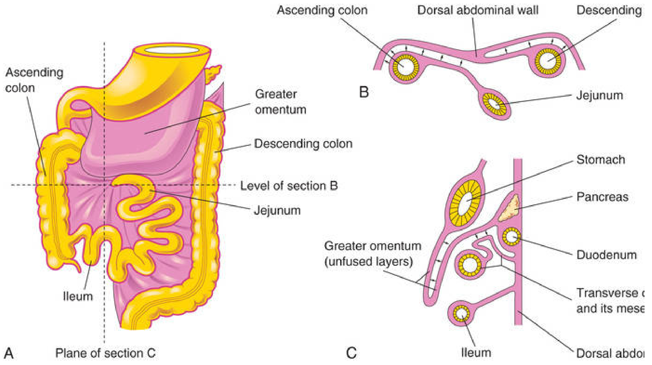 Fixation of intestines showing the mesenteric attachments and retroperitoneal structures