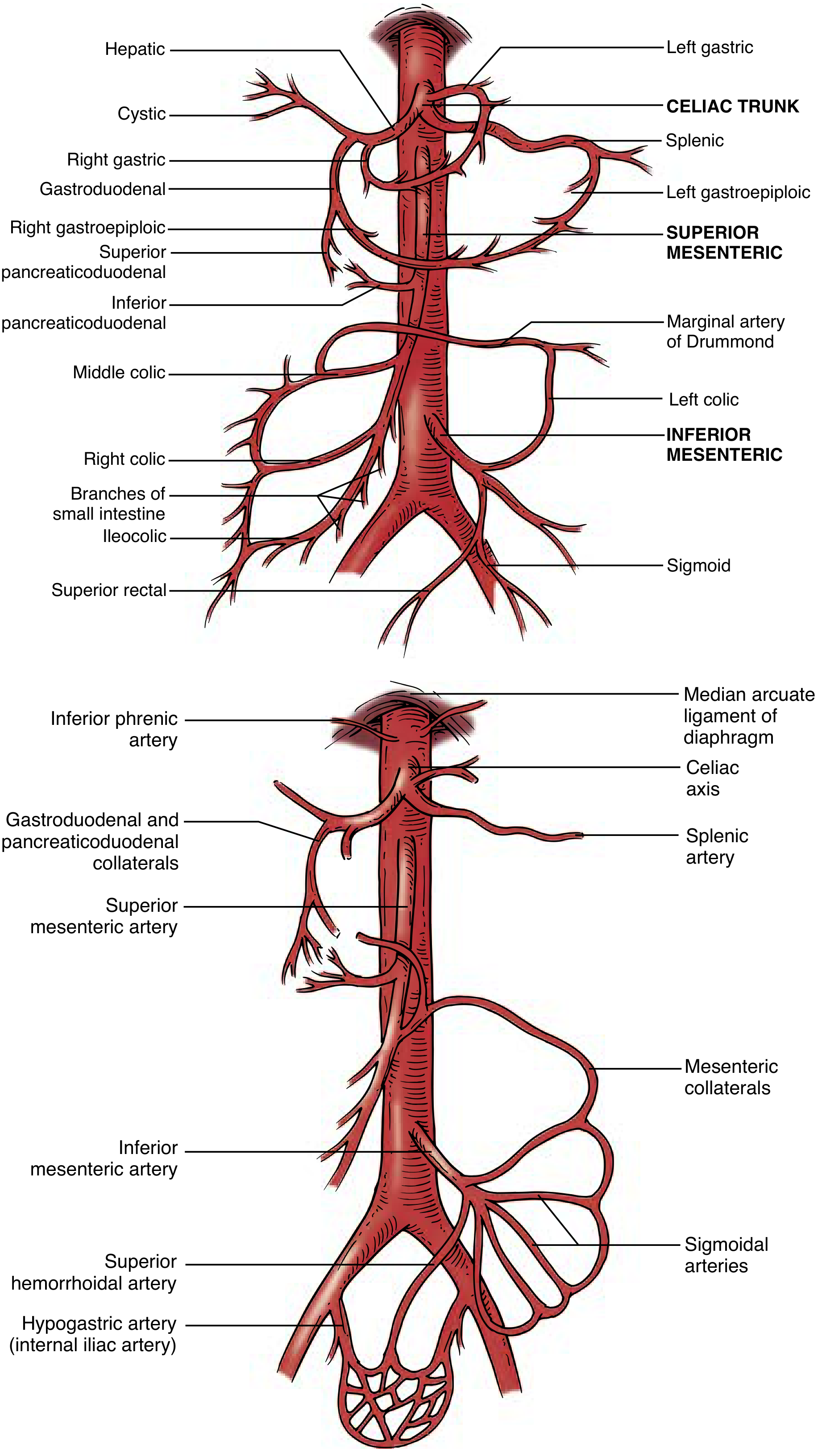 FIG. 1 — Blood supply to visceral organs and collaterals
