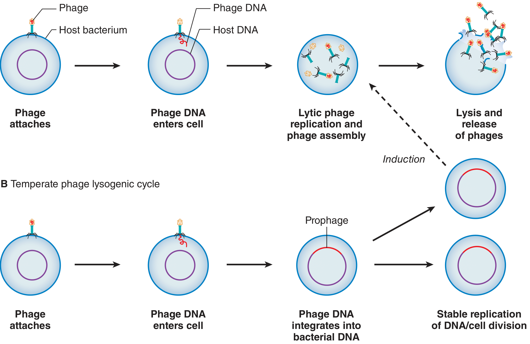 Bacteriophage life cycles - lytic and lysogenic