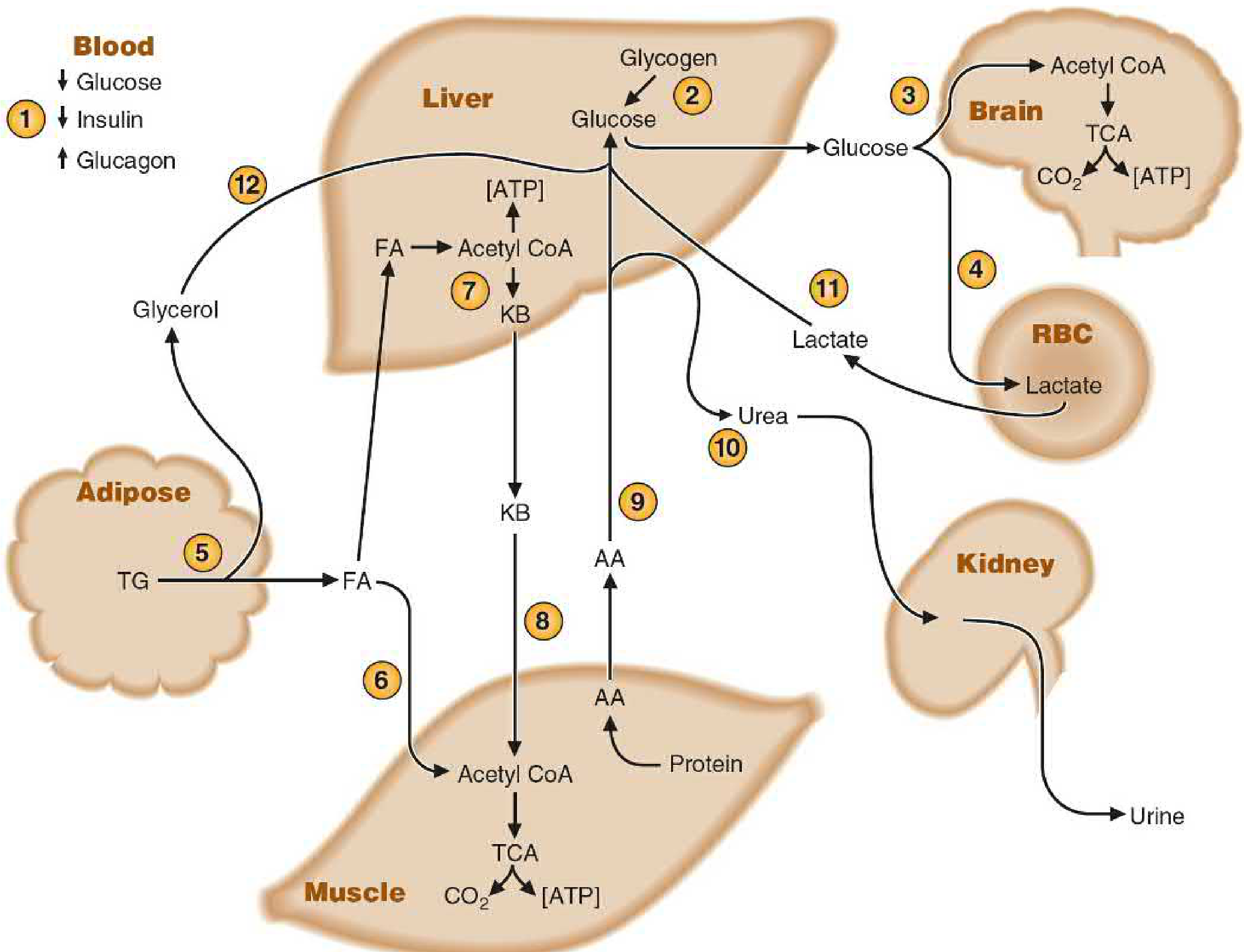 During fasting: blood glucose drops, insulin falls, glucagon rises; liver releases glucose via glycogenolysis then gluconeogenesis; brain and RBCs consume glucose; adipose releases fatty acids and glycerol; muscle uses fatty acids and releases amino acids and lactate as gluconeogenic precursors; liver converts fatty acids to ketone bodies for brain and muscle