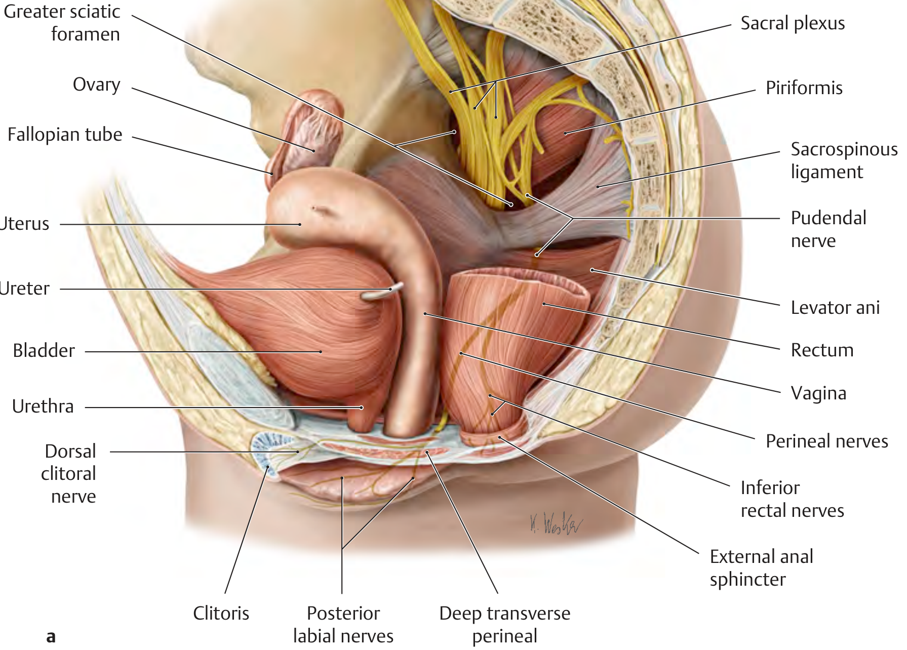 Female pelvic anatomy showing pudendal nerve origin from sacral plexus, course through greater sciatic foramen around ischial spine, alongside sacrospinous ligament, with terminal branches - perineal nerves, inferior rectal nerves, and dorsal clitoral nerve labeled