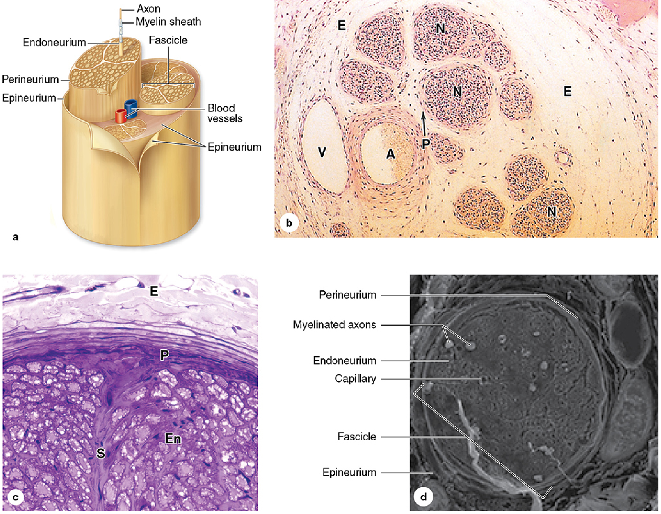 Peripheral nerve cross-section showing epineurium, perineurium, endoneurium, fascicles, blood vessels, myelinated axons, and capillaries. Both diagram and histological images (H&E, PT stain, and SEM) shown.