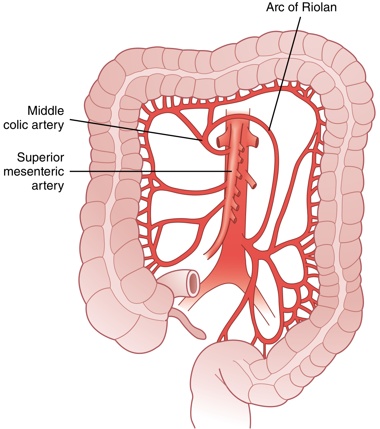 Arc of Riolan connecting SMA and IMA with labeled middle colic and superior mesenteric arteries