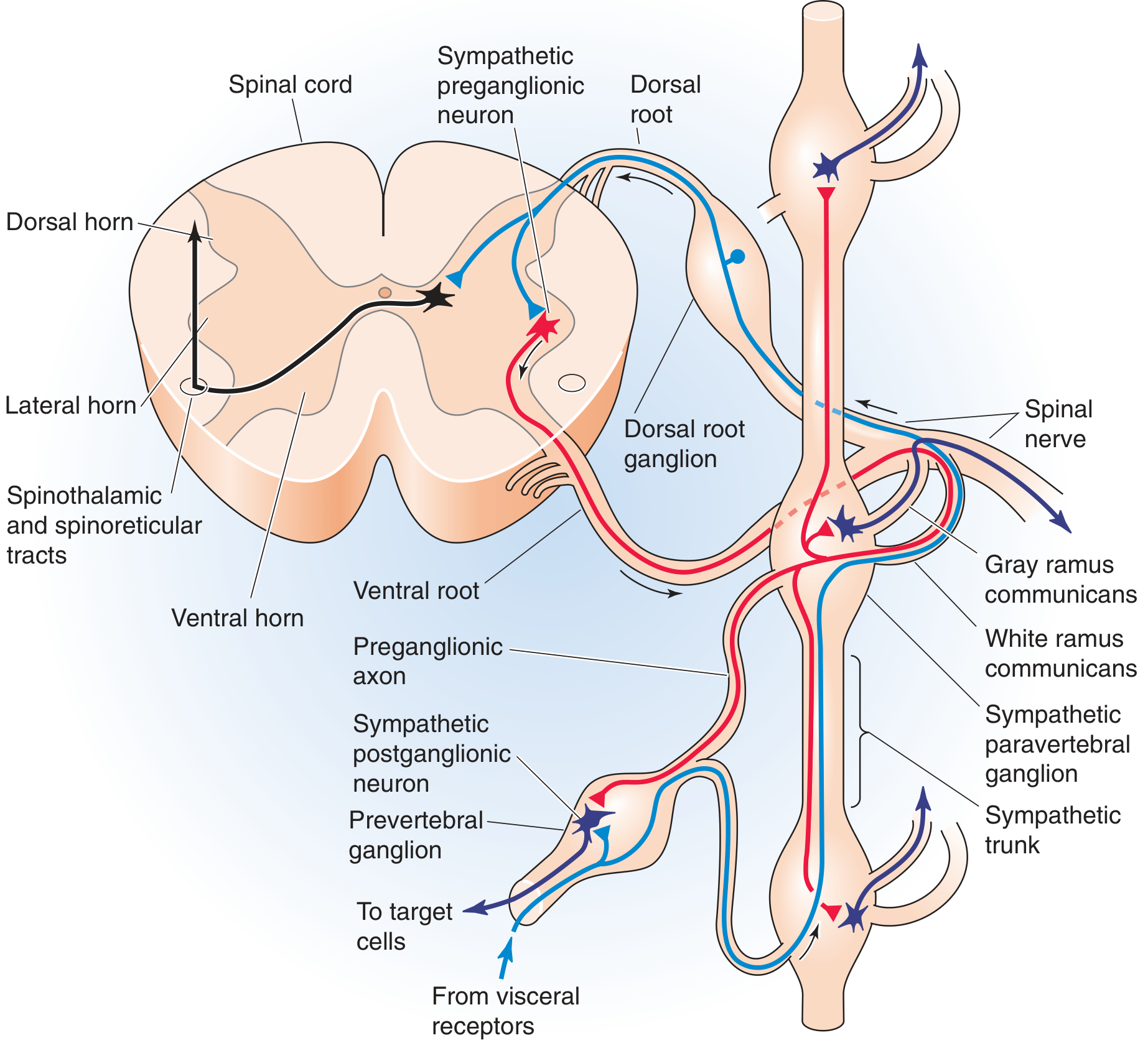 Cross-section diagram of thoracic spinal cord showing the lateral horn containing sympathetic preganglionic neurons, with the preganglionic axon exiting via the ventral root, entering the white ramus communicans, and synapsing in the paravertebral sympathetic ganglion