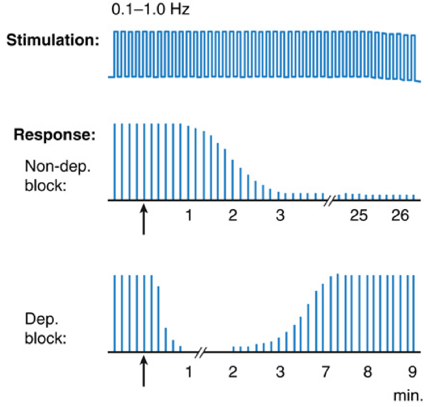 Single-twitch stimulation — non-dep block (progressive reduction) vs dep block (acute reduction then recovery)