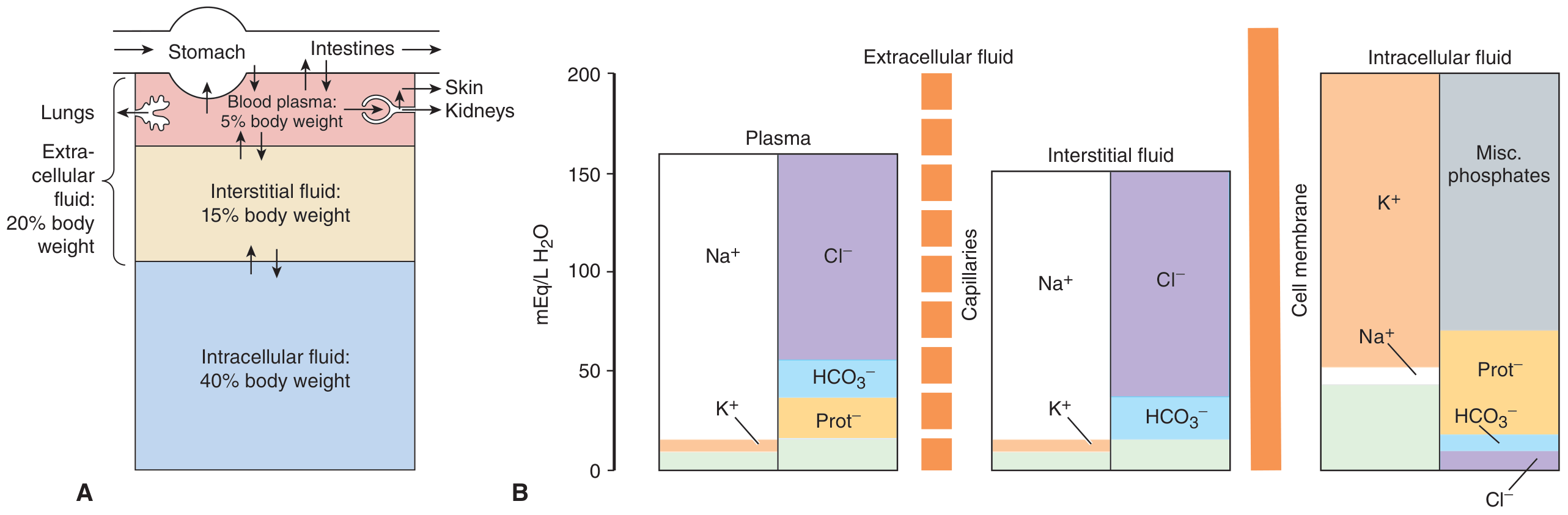 Body fluid compartments and electrolyte composition
