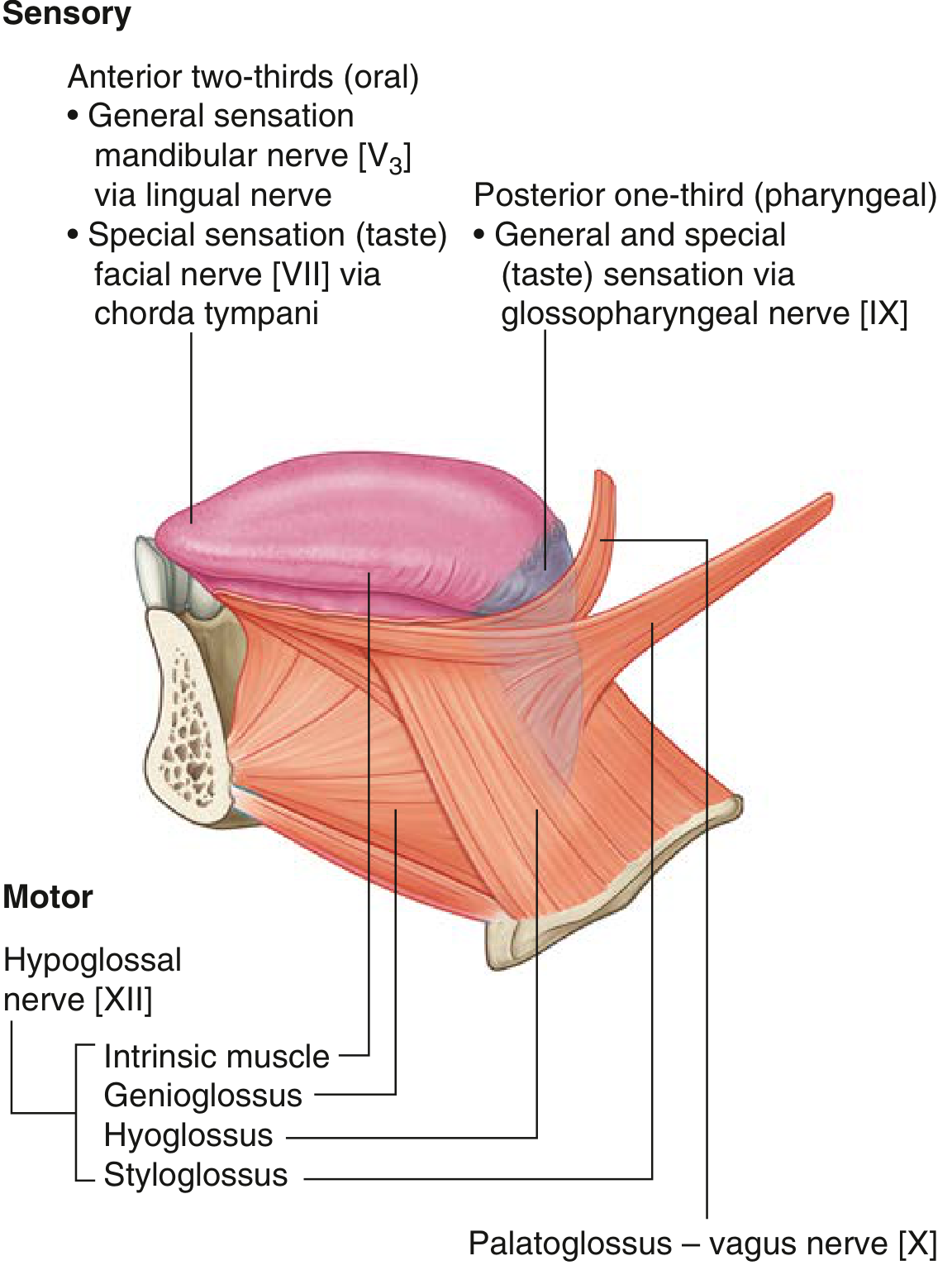 Innervation of the Tongue - Gray's Anatomy for Students