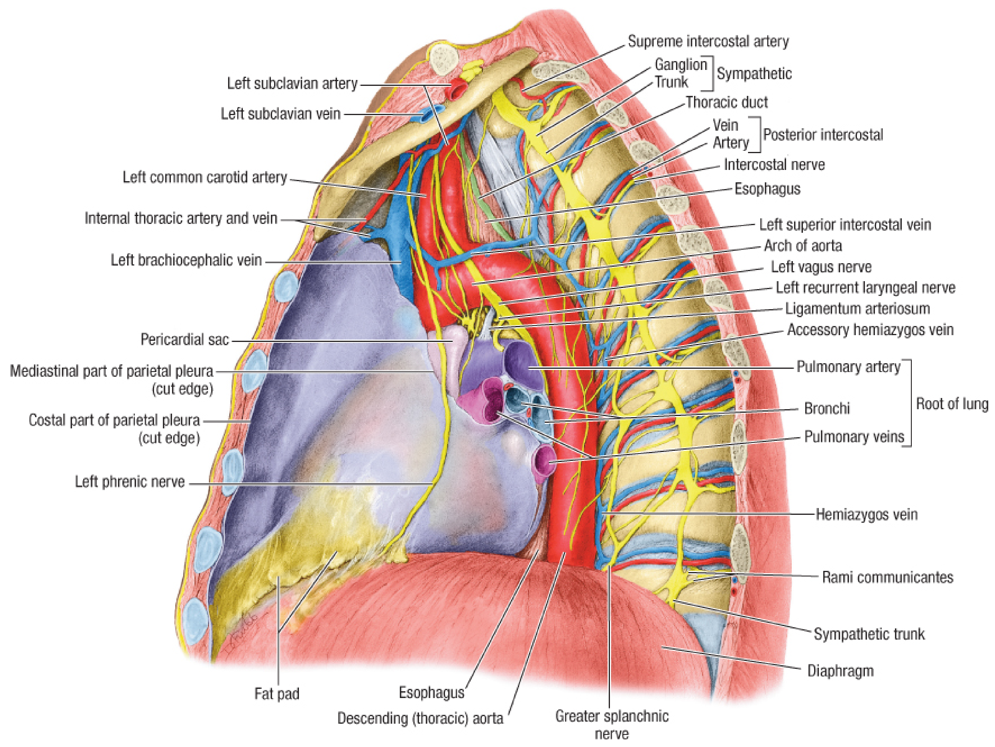 Thoracic aorta lateral view of left mediastinum