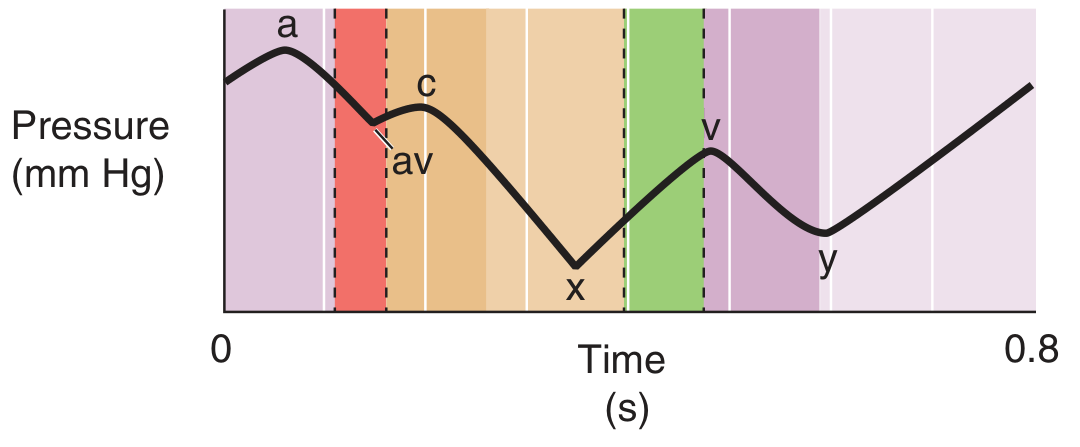 JVP waveform showing a, c, v peaks and av, x, y descents across one cardiac cycle
