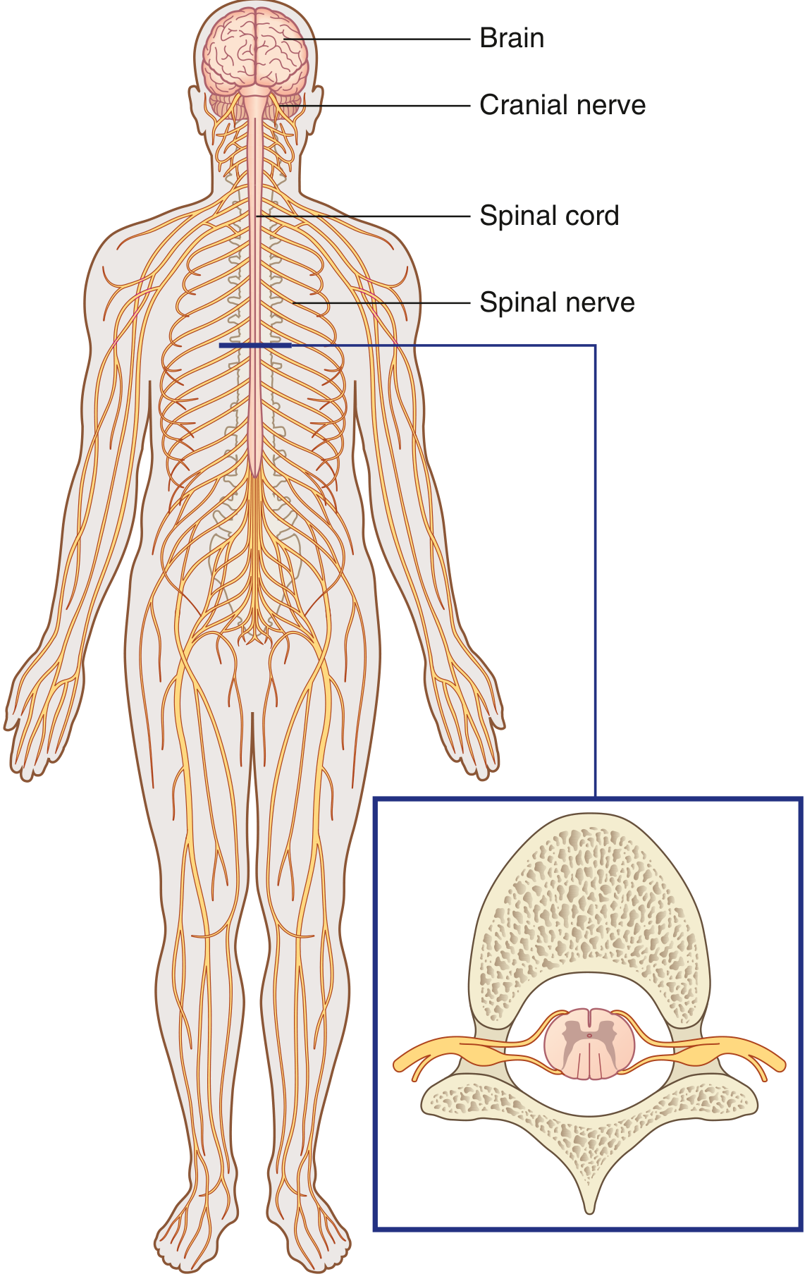 Nervous system - brain, spinal cord, and all nerves throughout the body