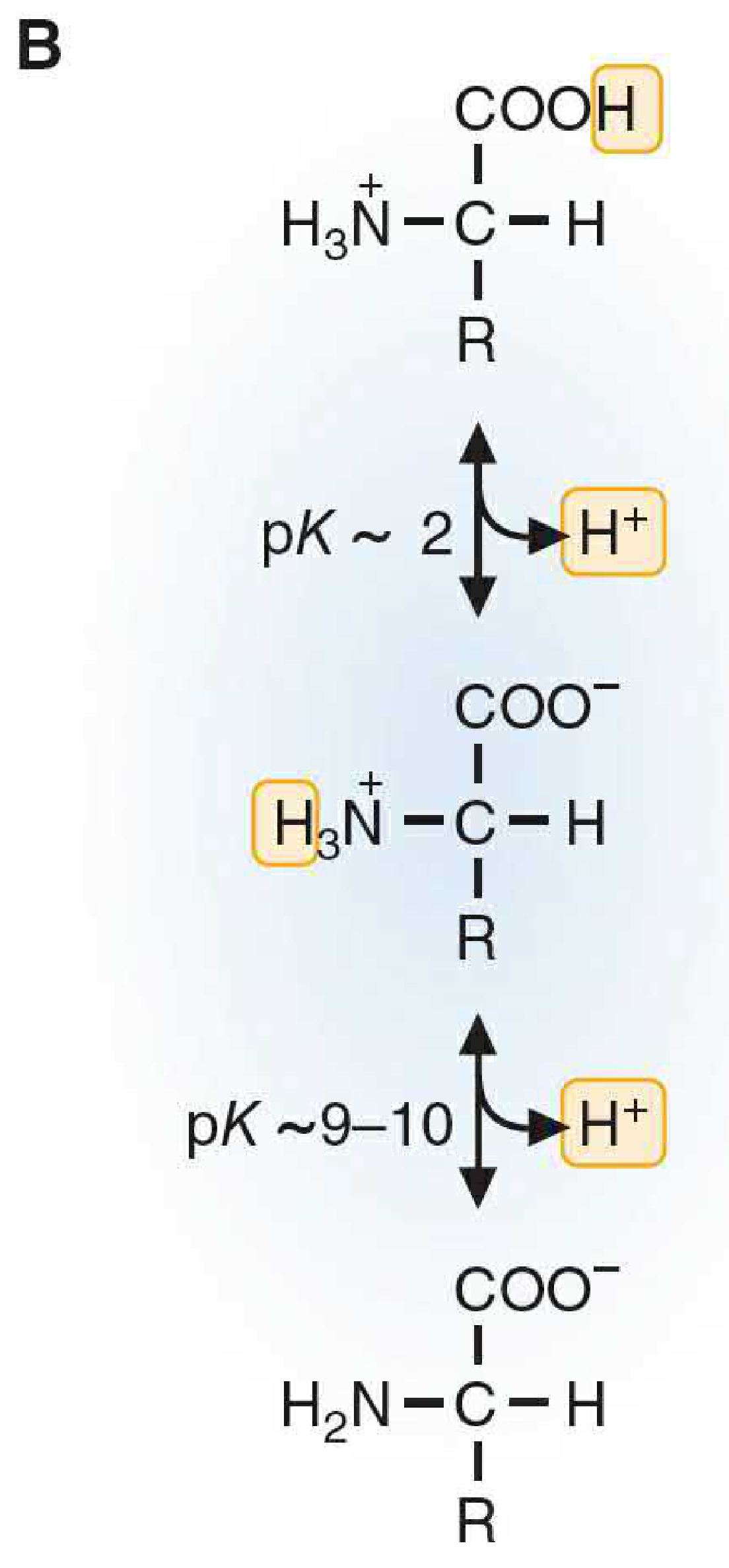 Ionization states of amino acids from low pH (protonated COOH) to physiologic pH (zwitterion) to high pH (deprotonated NH₂)