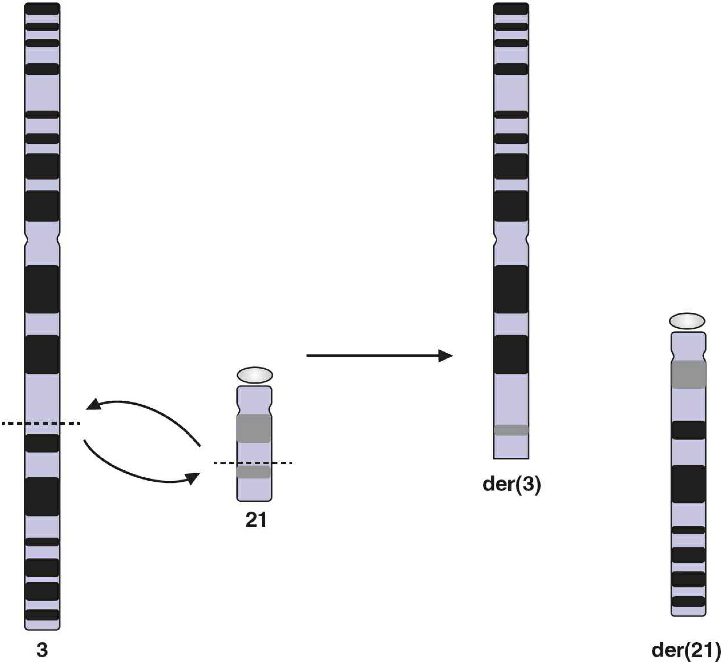 Reciprocal translocation between chromosomes 3 and 21, showing exchange of segments forming der(3) and der(21)