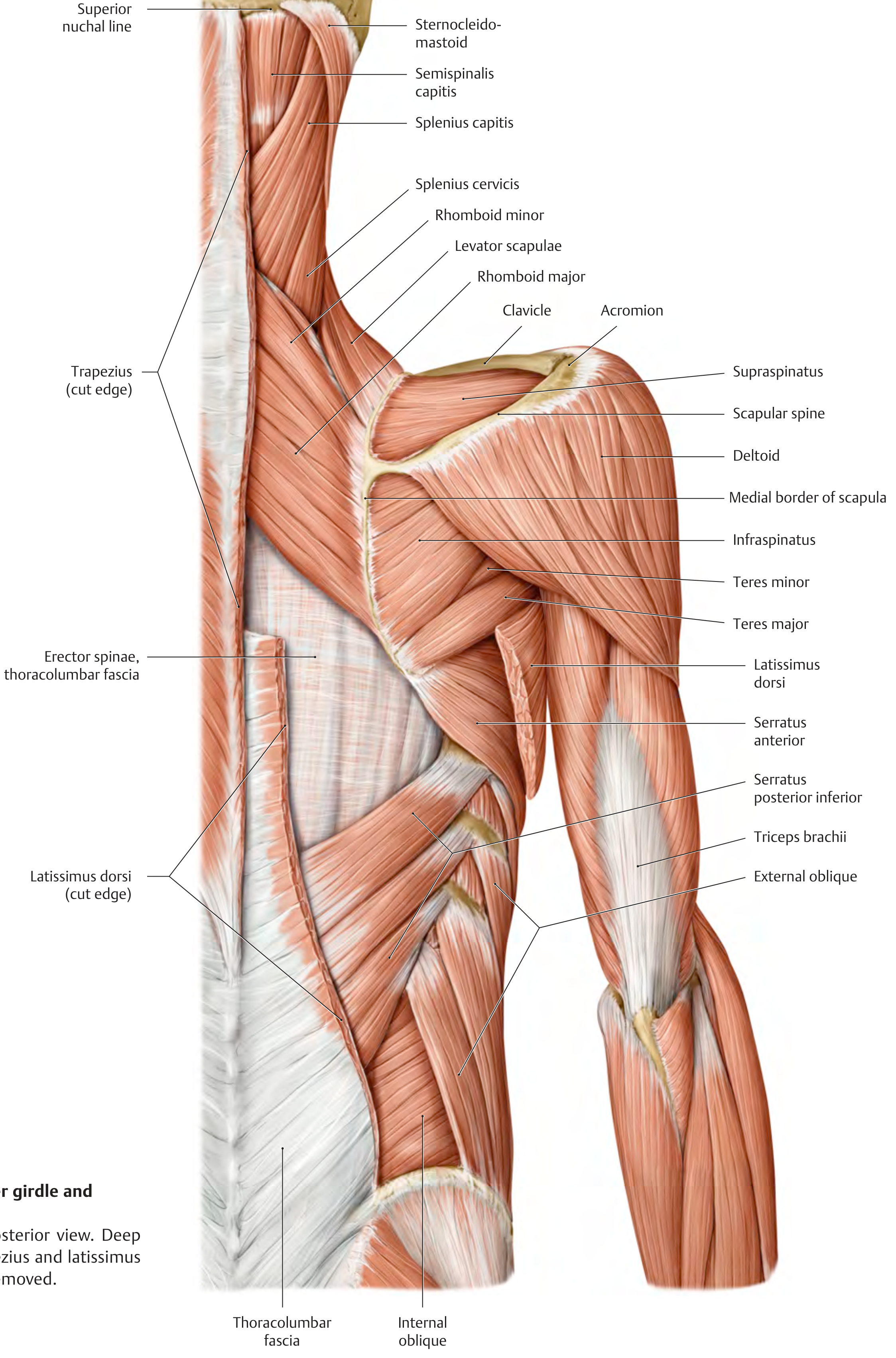 Posterior muscles of the shoulder girdle - deep layer showing rhomboids, levator scapulae, infraspinatus, teres major/minor, serratus anterior