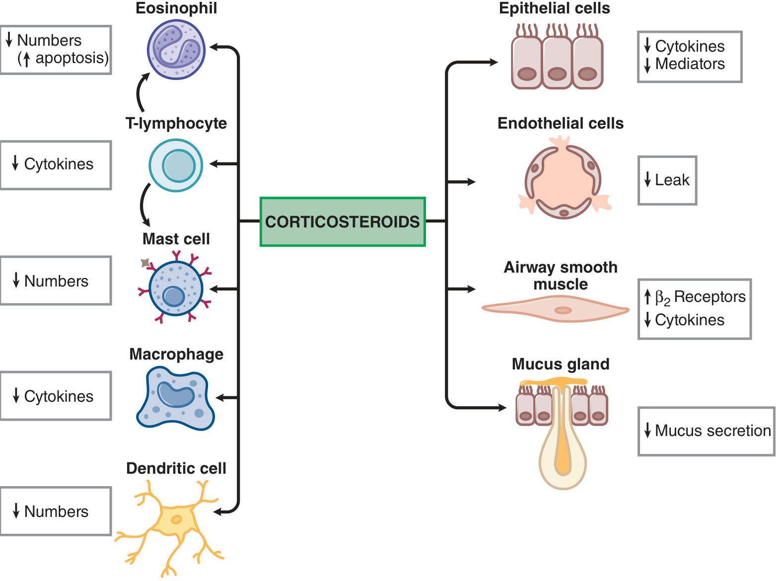 Corticosteroid effects on inflammatory and structural cells in the airway