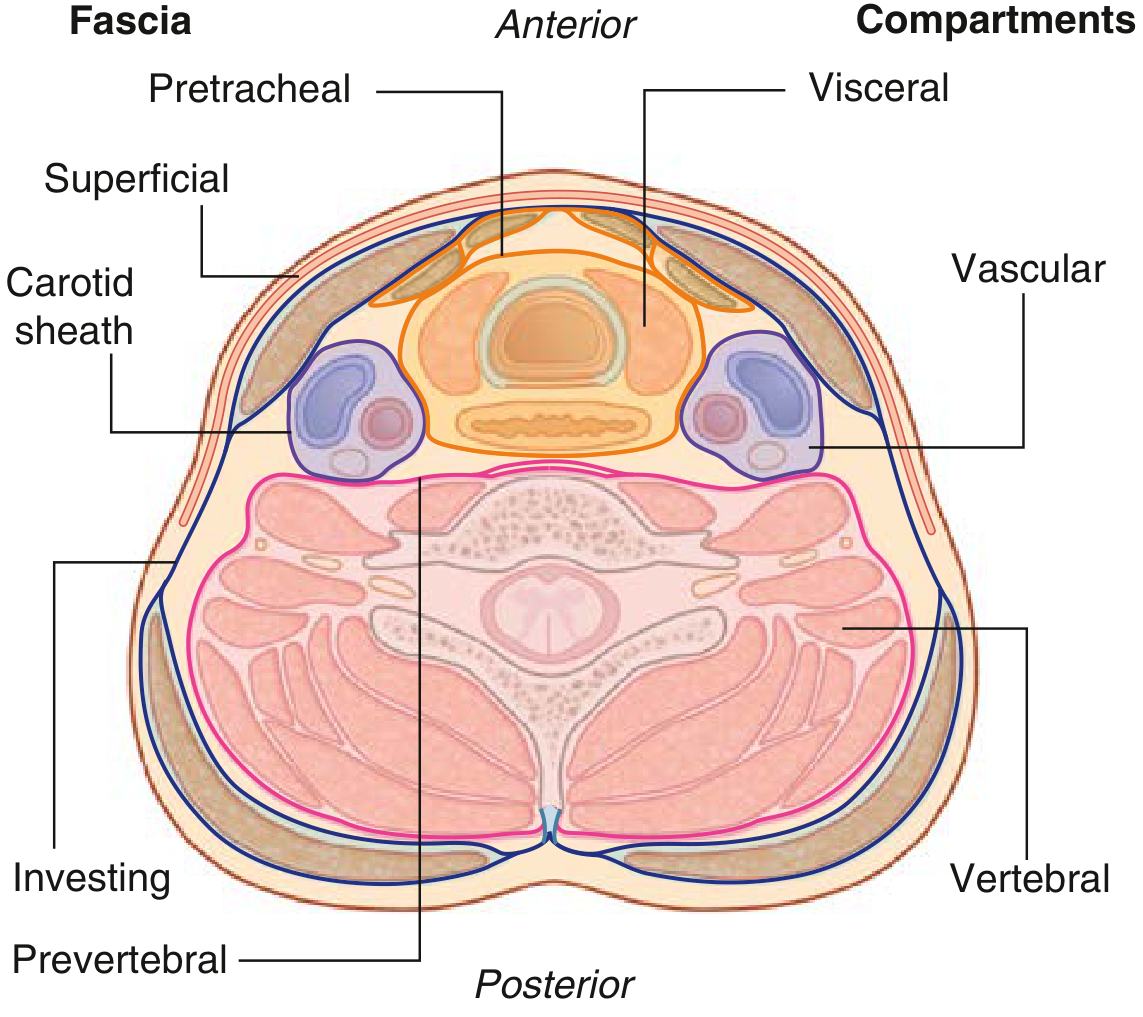 Compartments of the Neck - cross-section showing fascial layers and four compartments
