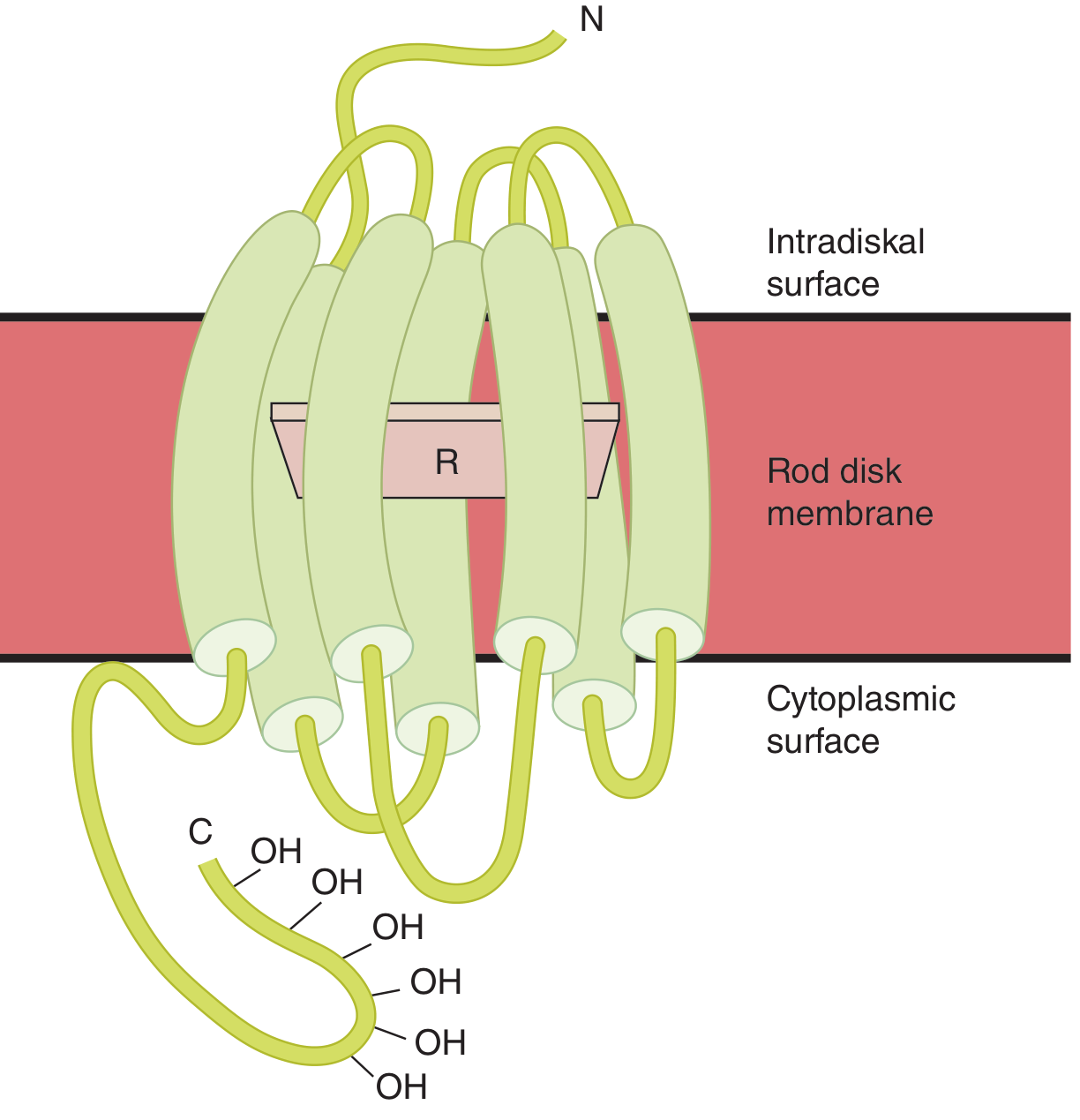 Rhodopsin structure in the rod disk membrane - retinal (R) is bound within the 7-transmembrane opsin protein