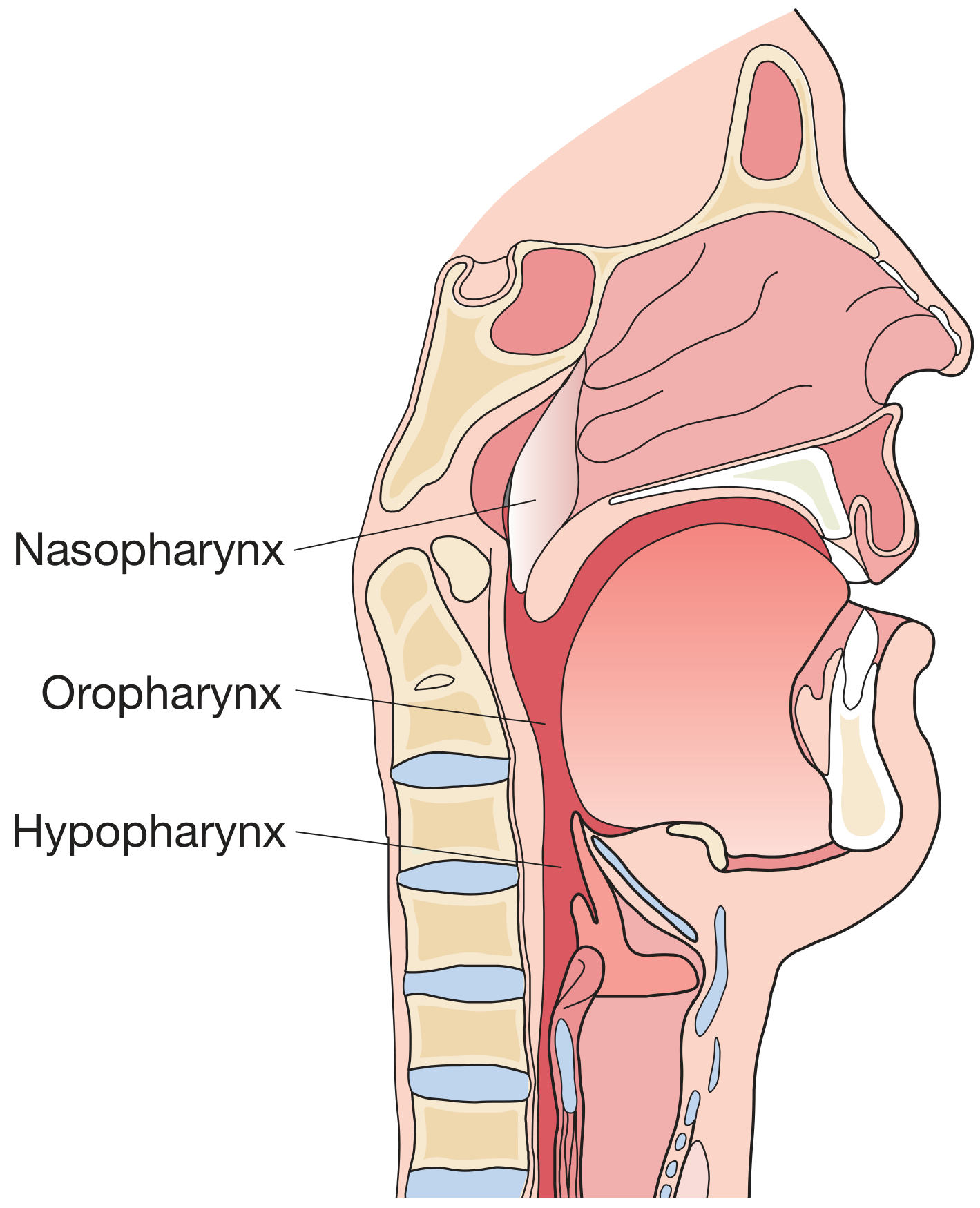 The three regions of the pharynx - nasopharynx, oropharynx, and hypopharynx - shown in sagittal section