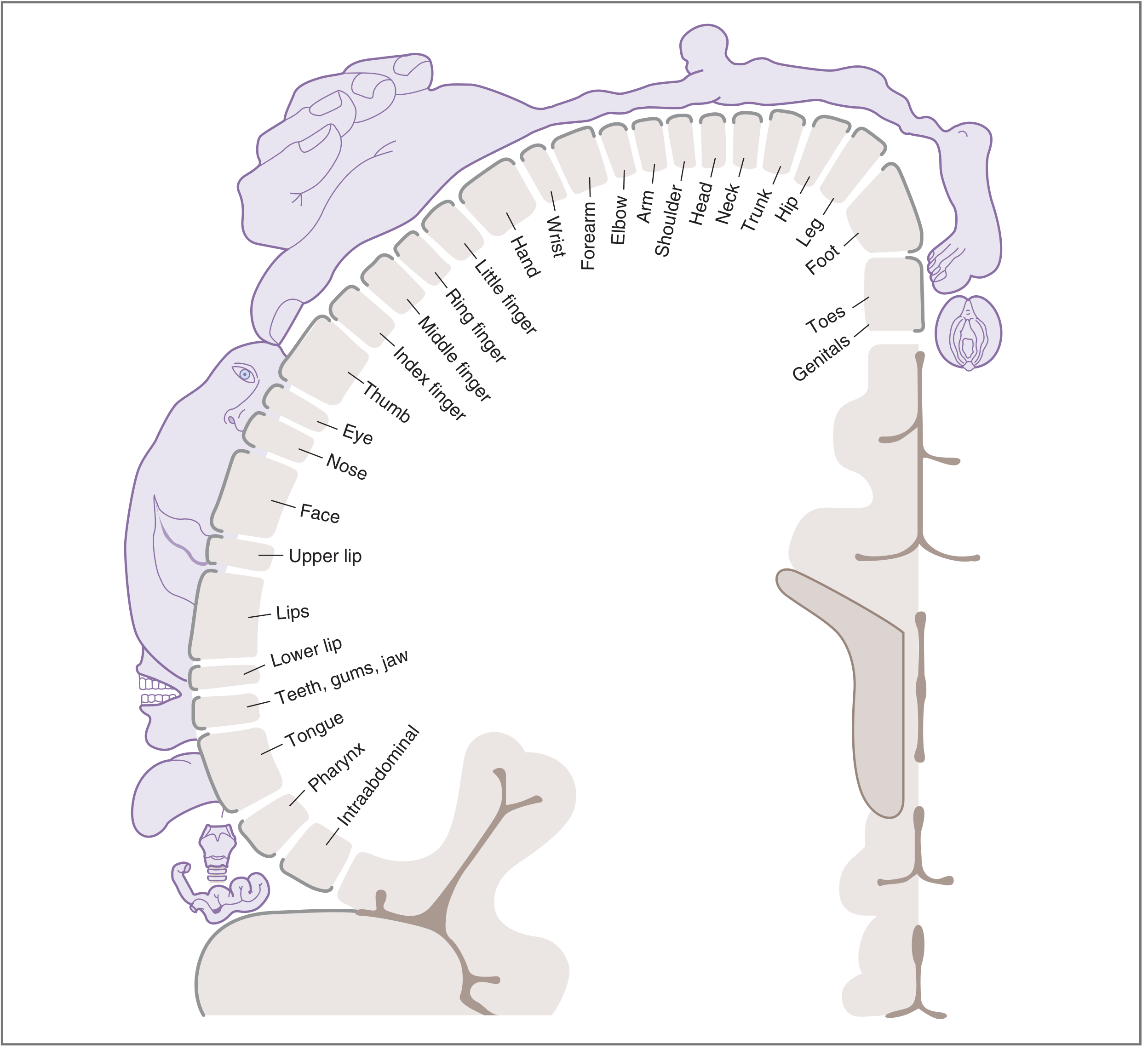 Somatosensory Homunculus