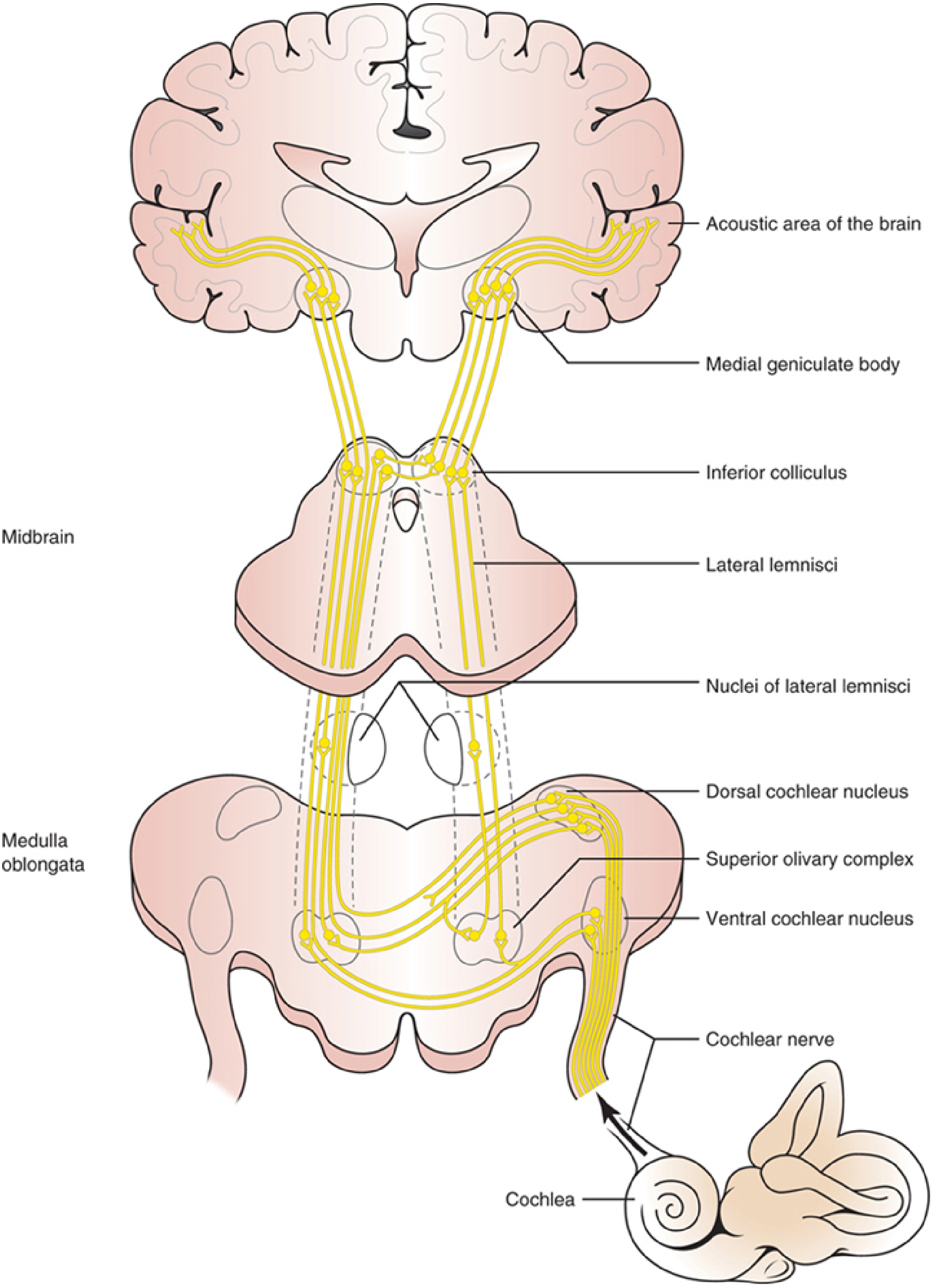 Auditory pathway diagram showing connections from cochlea through brainstem nuclei to auditory cortex