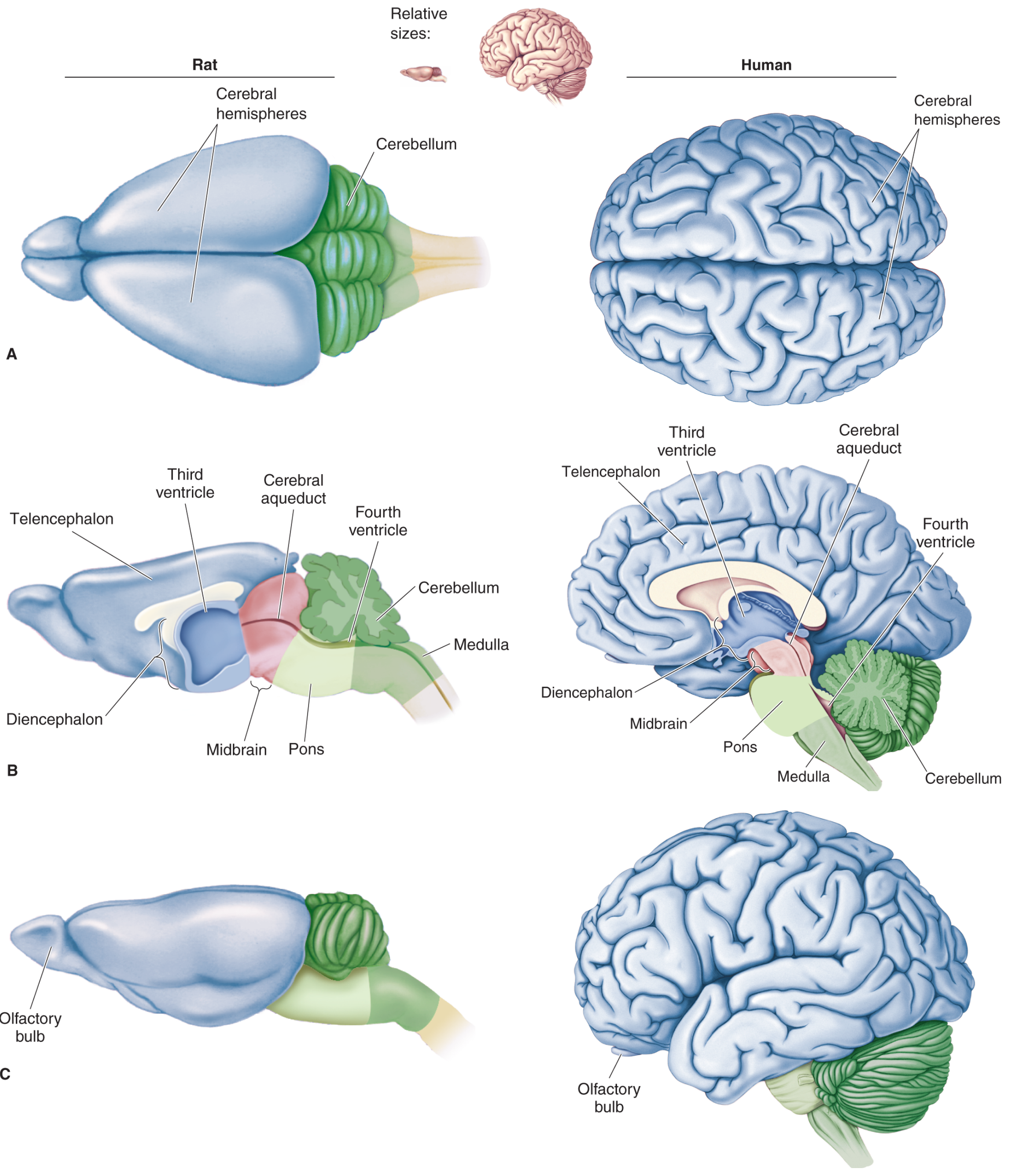 Midsagittal view of human brain showing brainstem, diencephalon, midbrain, pons, medulla, and ventricles