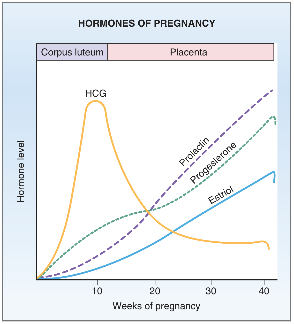 Hormones of pregnancy - hCG peaks at week 9 then declines; progesterone, estriol, and prolactin rise progressively through 2nd and 3rd trimesters
