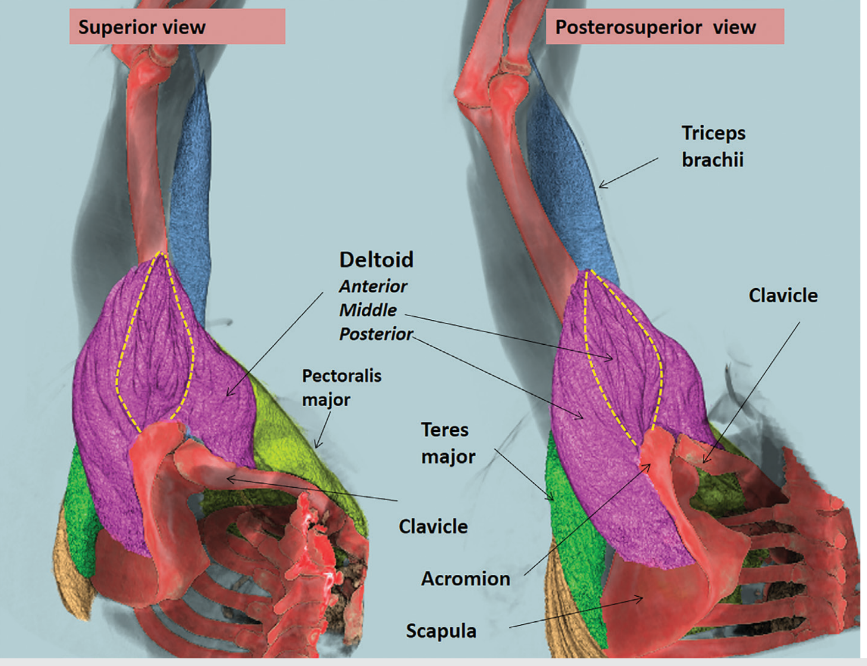 3D superior and posterosuperior views showing deltoid relations with pectoralis major, teres major, and triceps