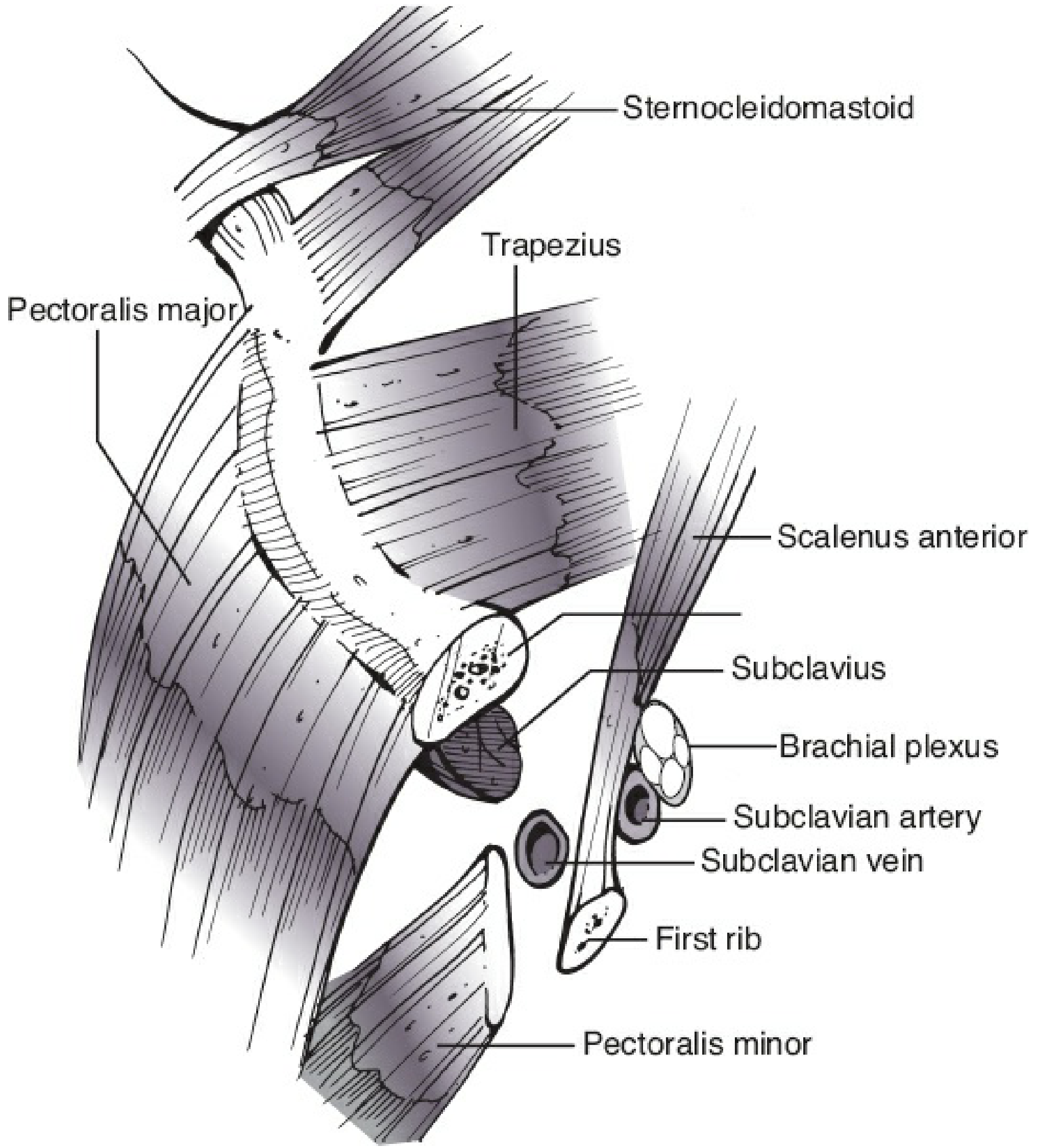 Applied anatomy of the clavicle showing muscle attachments and neurovascular relations - Rockwood & Green's Fractures in Adults
