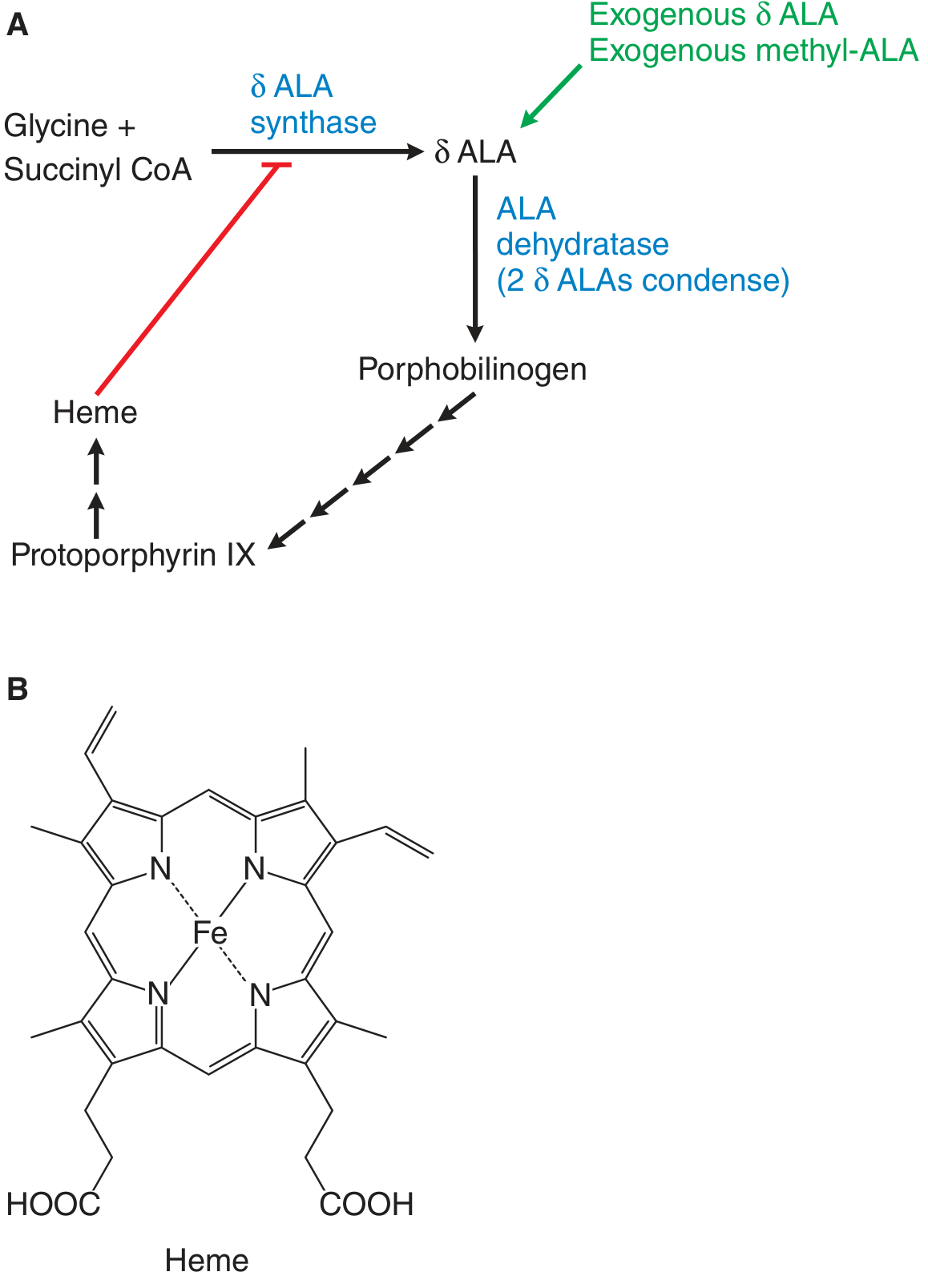 Heme biosynthesis pathway - ALA to PpIX