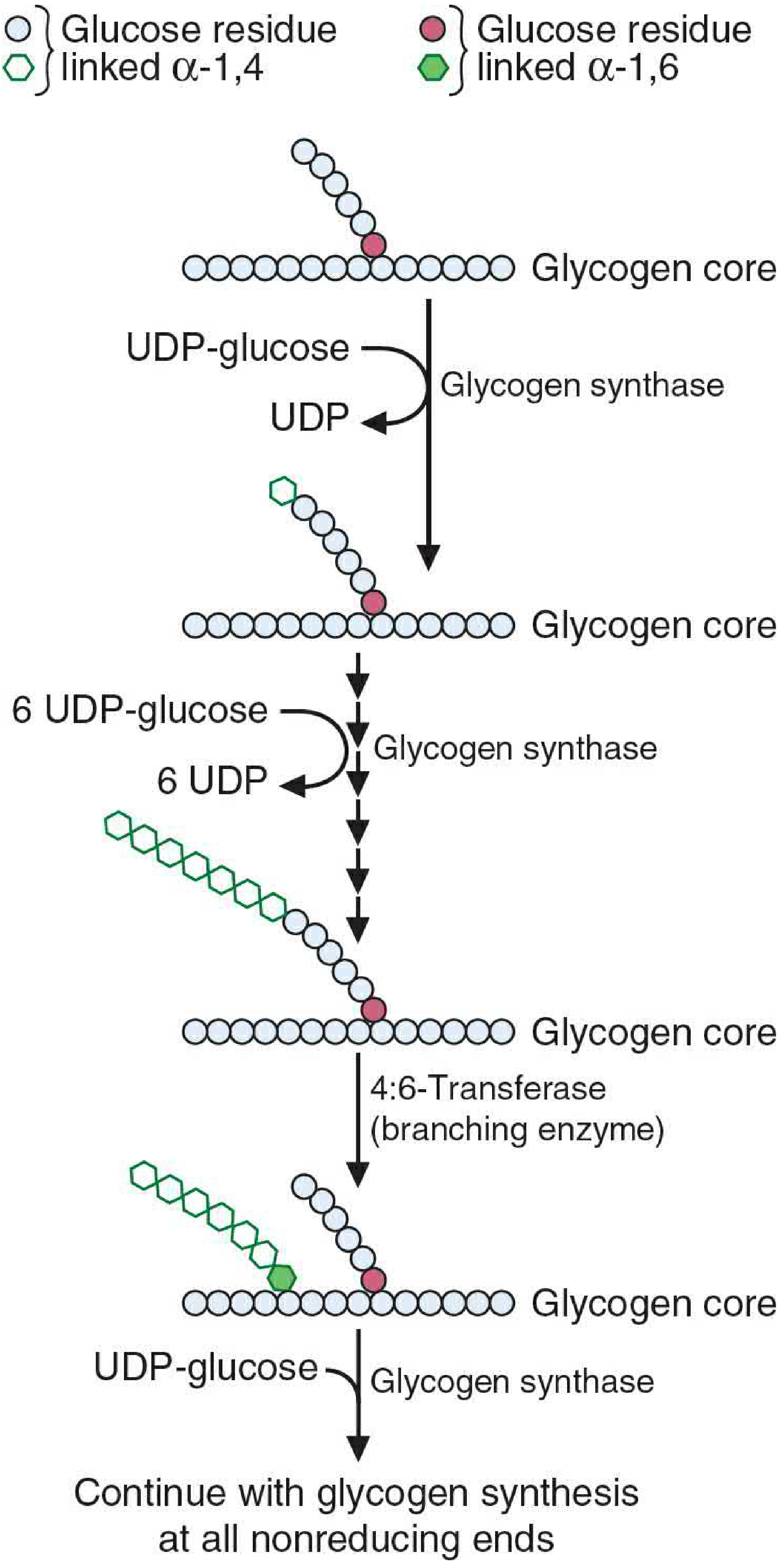Glycogenesis: UDP-glucose is added by glycogen synthase to the non-reducing end of the growing glycogen chain (α-1,4 bonds, shown as open circles). After the chain reaches ~11 residues, branching enzyme (4:6-transferase) cleaves a 6-8 residue segment and reattaches via α-1,6 bond (shown as green hexagons), creating a new branch point. Both branches continue elongation from their non-reducing ends.