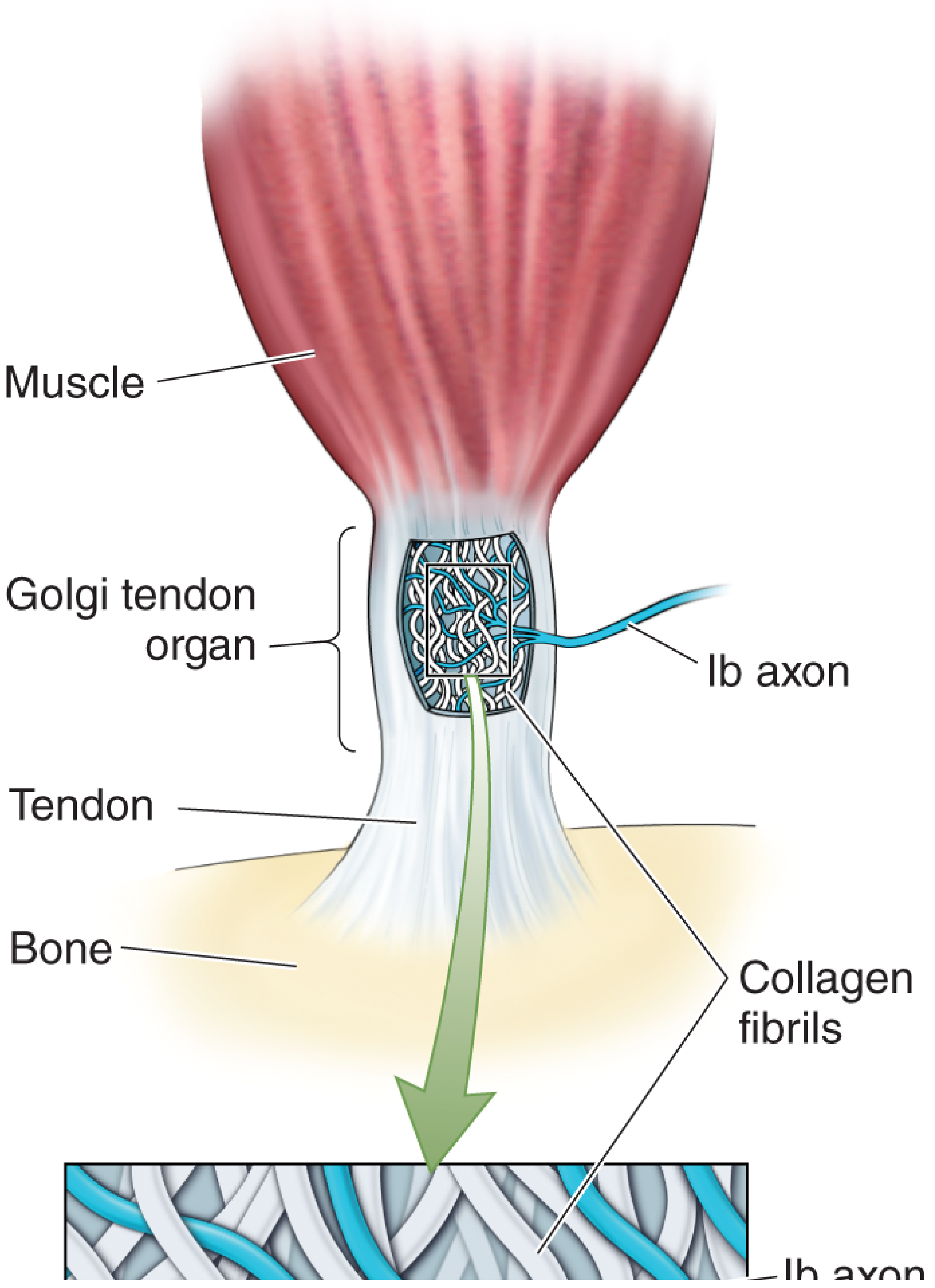 Golgi tendon organ anatomy - collagen fibrils and Ib axon at the musculotendinous junction