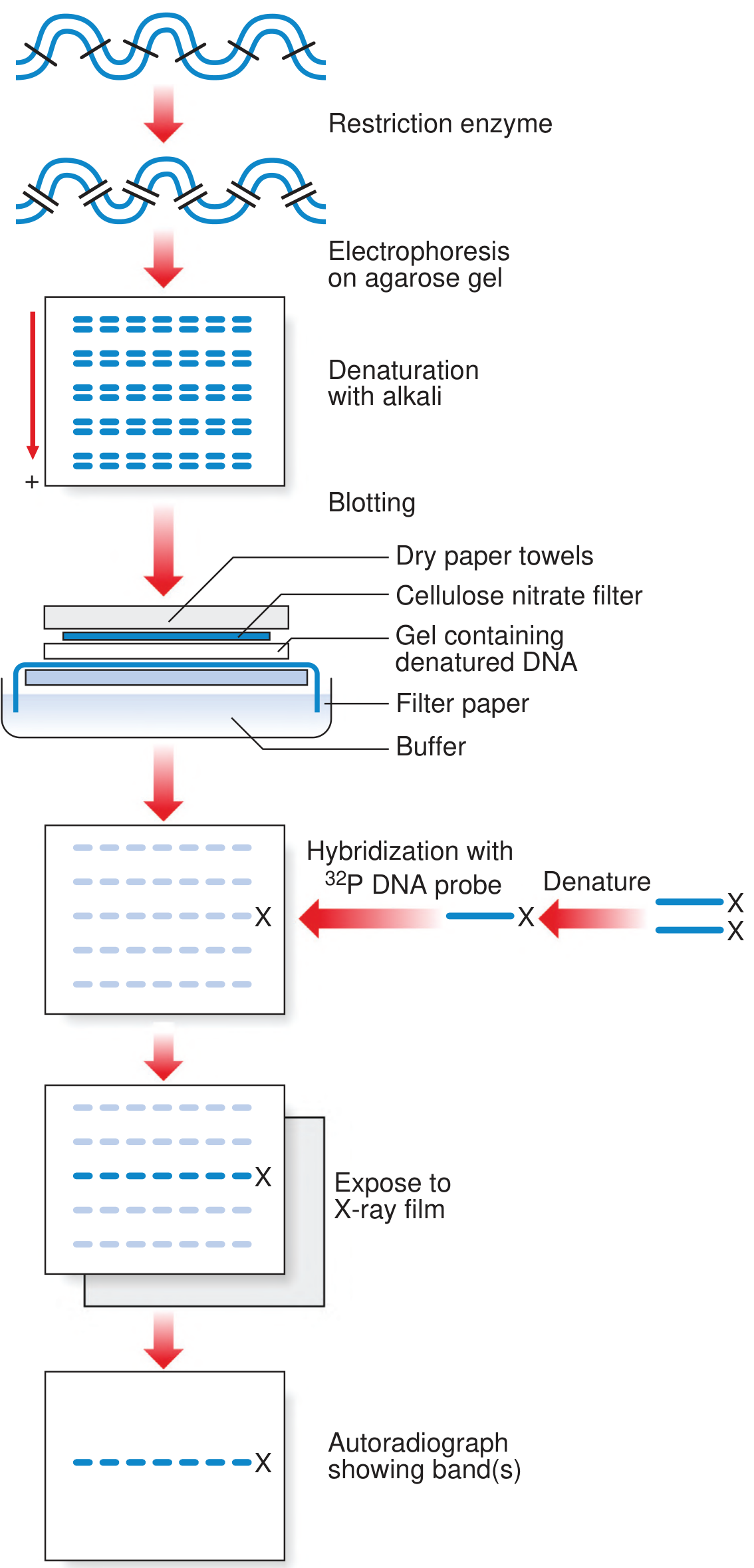 Detailed Southern blot steps: restriction enzyme → agarose gel electrophoresis → alkali denaturation → capillary blotting sandwich → hybridization with ³²P DNA probe → autoradiograph showing target band