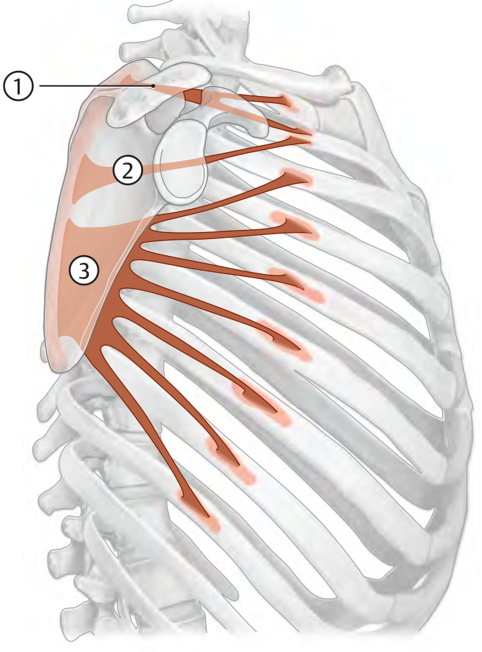 Serratus anterior - three-part insertion on the costal surface of the scapula