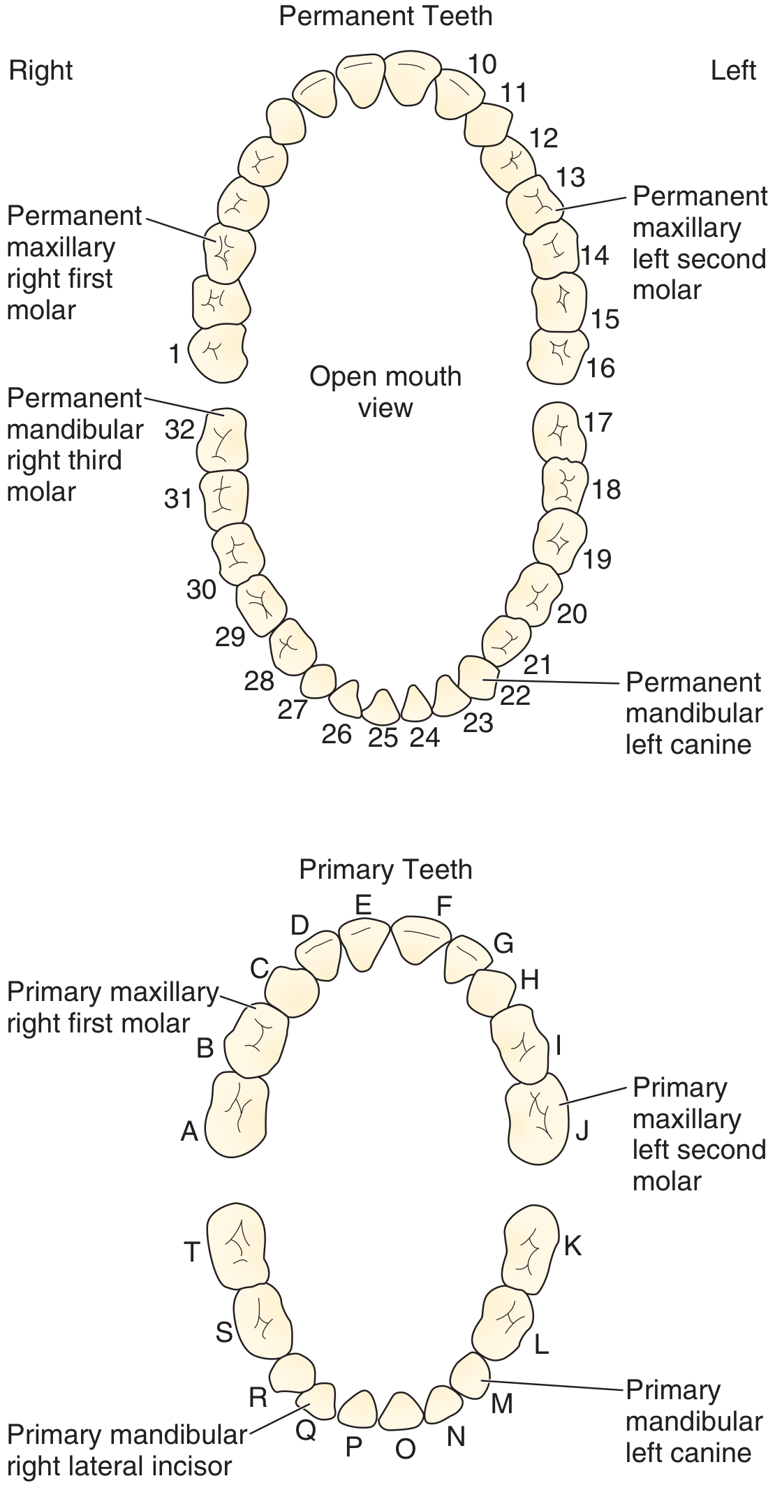 Permanent and primary teeth identification diagram