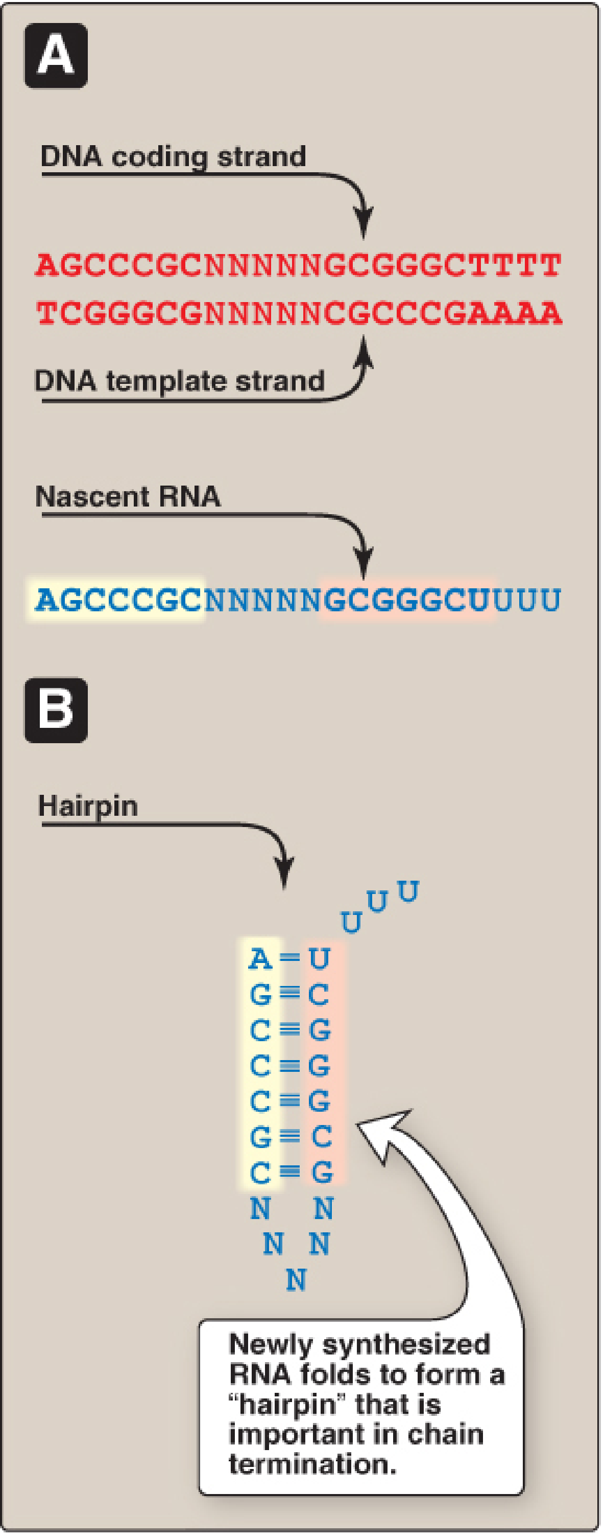 Rho-independent termination: hairpin structure formed in nascent RNA with poly-U tail