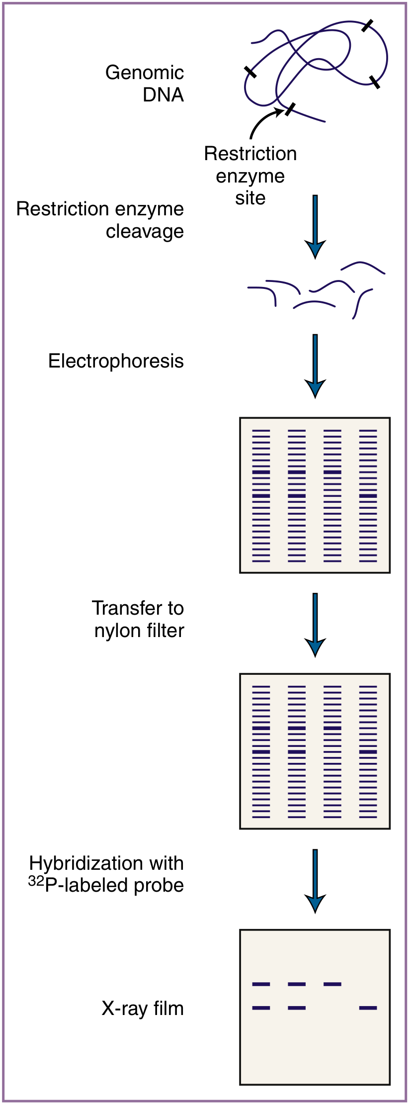 Southern blot procedure: restriction enzyme cleavage → electrophoresis → transfer to nylon filter → hybridization with ³²P-labeled probe → X-ray film