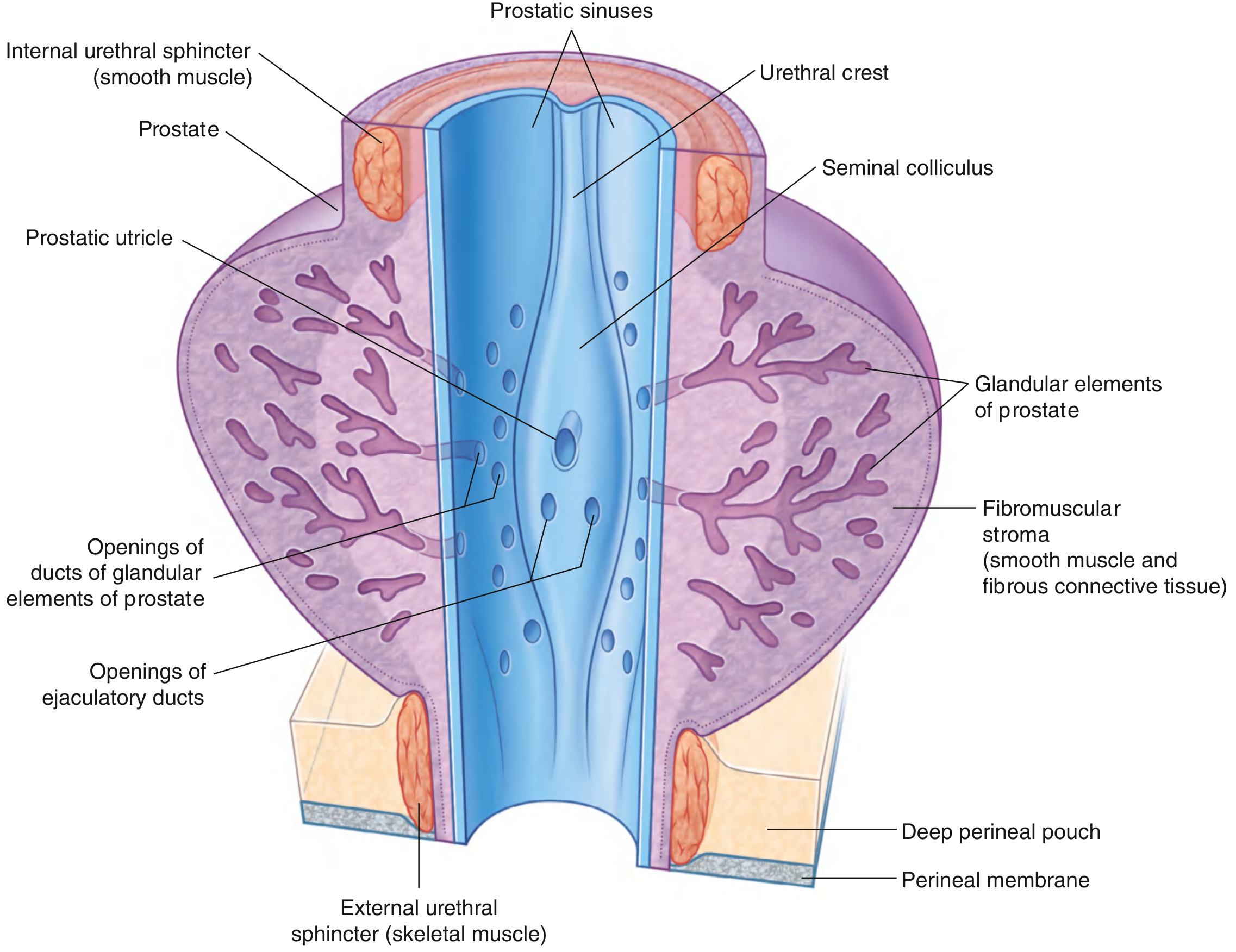 Prostatic urethra anatomy showing prostatic utricle, seminal colliculus, urethral crest, and ejaculatory duct openings